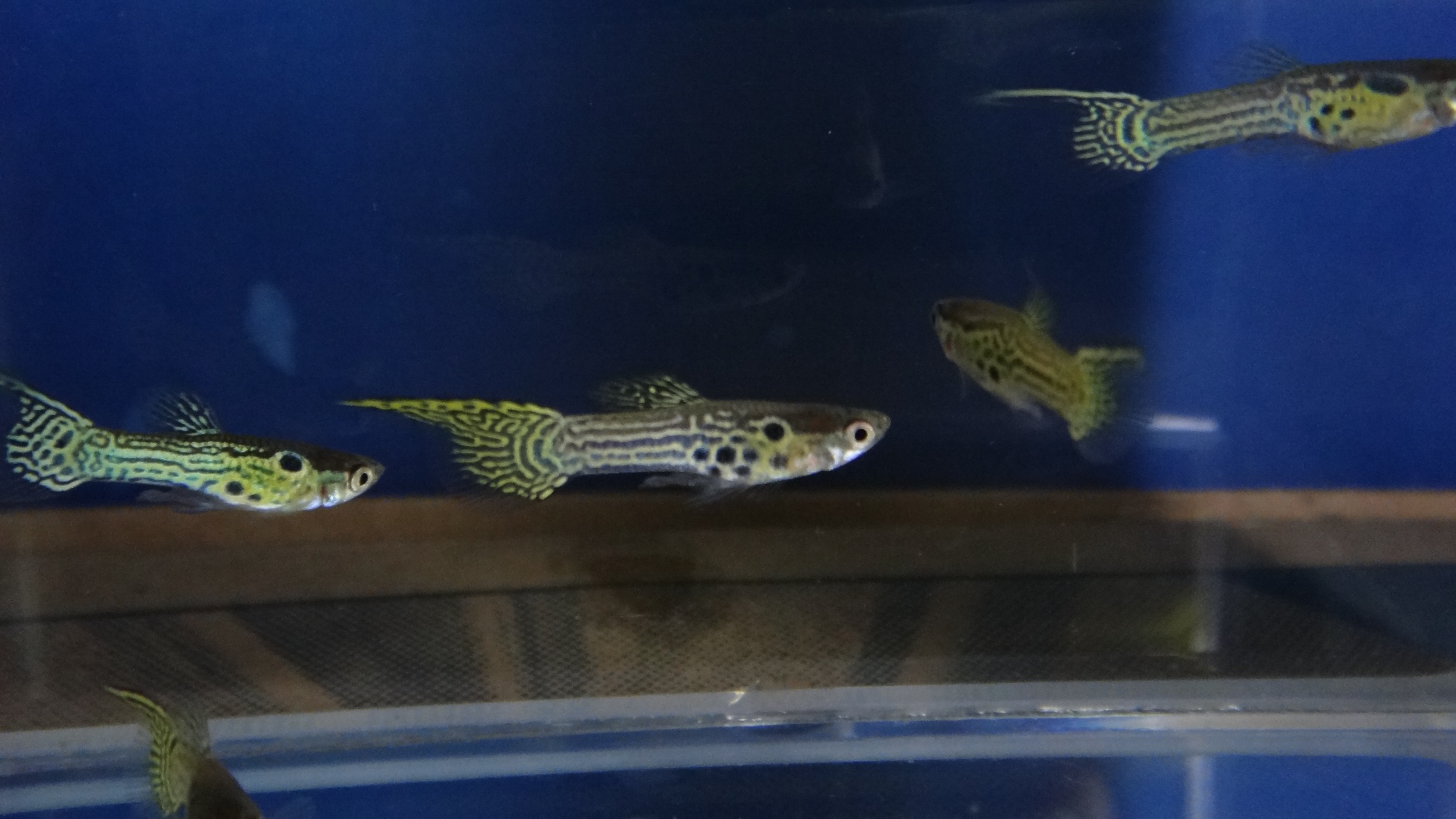 #endlers,#wildendlers,#endlerslivebearer,#wildguppy,#ปลาหางนกยูงป่า,#ปลาเอนเลอร์