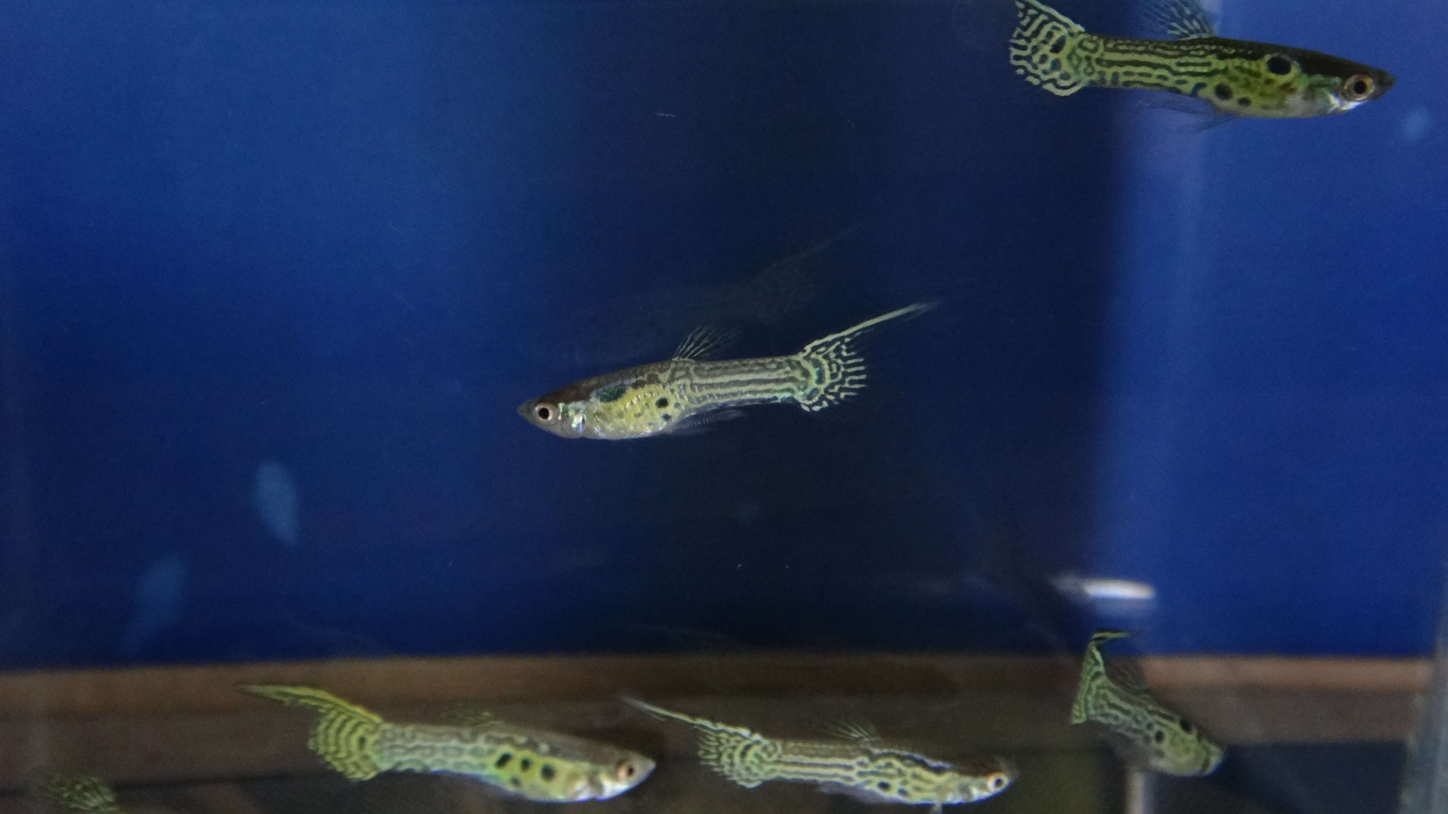 #endlers,#wildendlers,#endlerslivebearer,#wildguppy,#ปลาหางนกยูงป่า,#ปลาเอนเลอร์