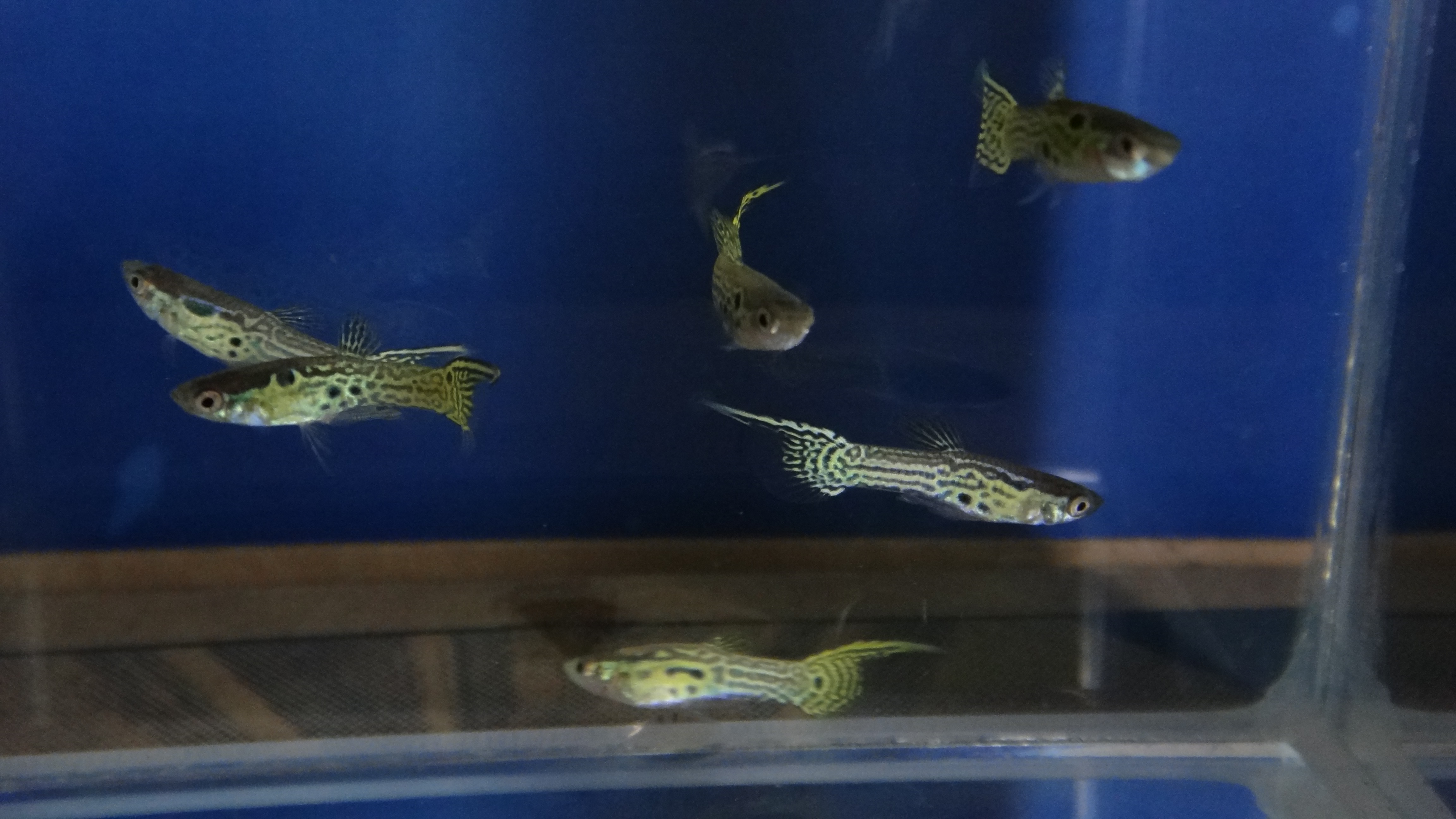 #endlers,#wildendlers,#endlerslivebearer,#wildguppy,#ปลาหางนกยูงป่า,#ปลาเอนเลอร์