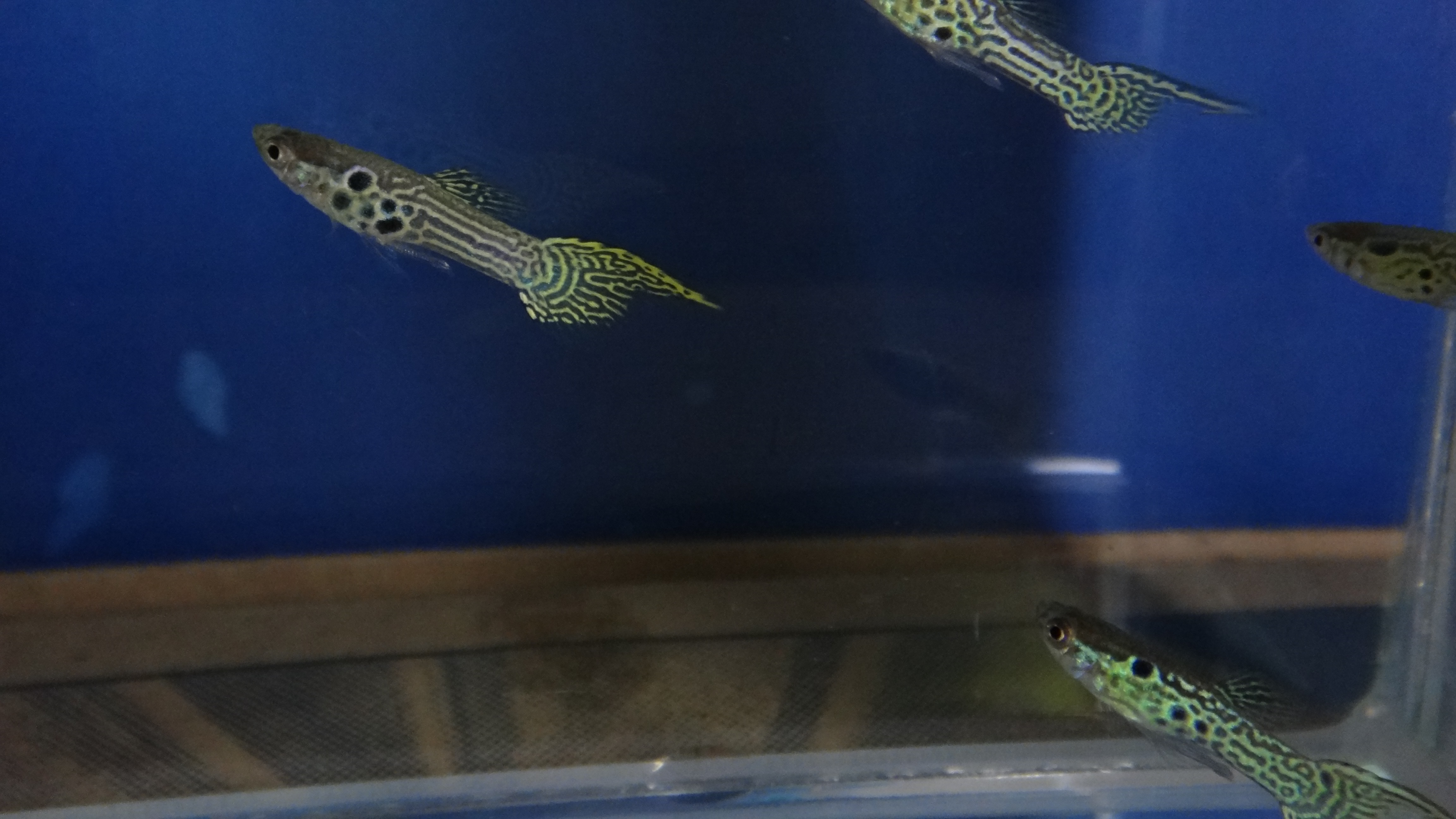 #endlers,#wildendlers,#endlerslivebearer,#wildguppy,#ปลาหางนกยูงป่า,#ปลาเอนเลอร์