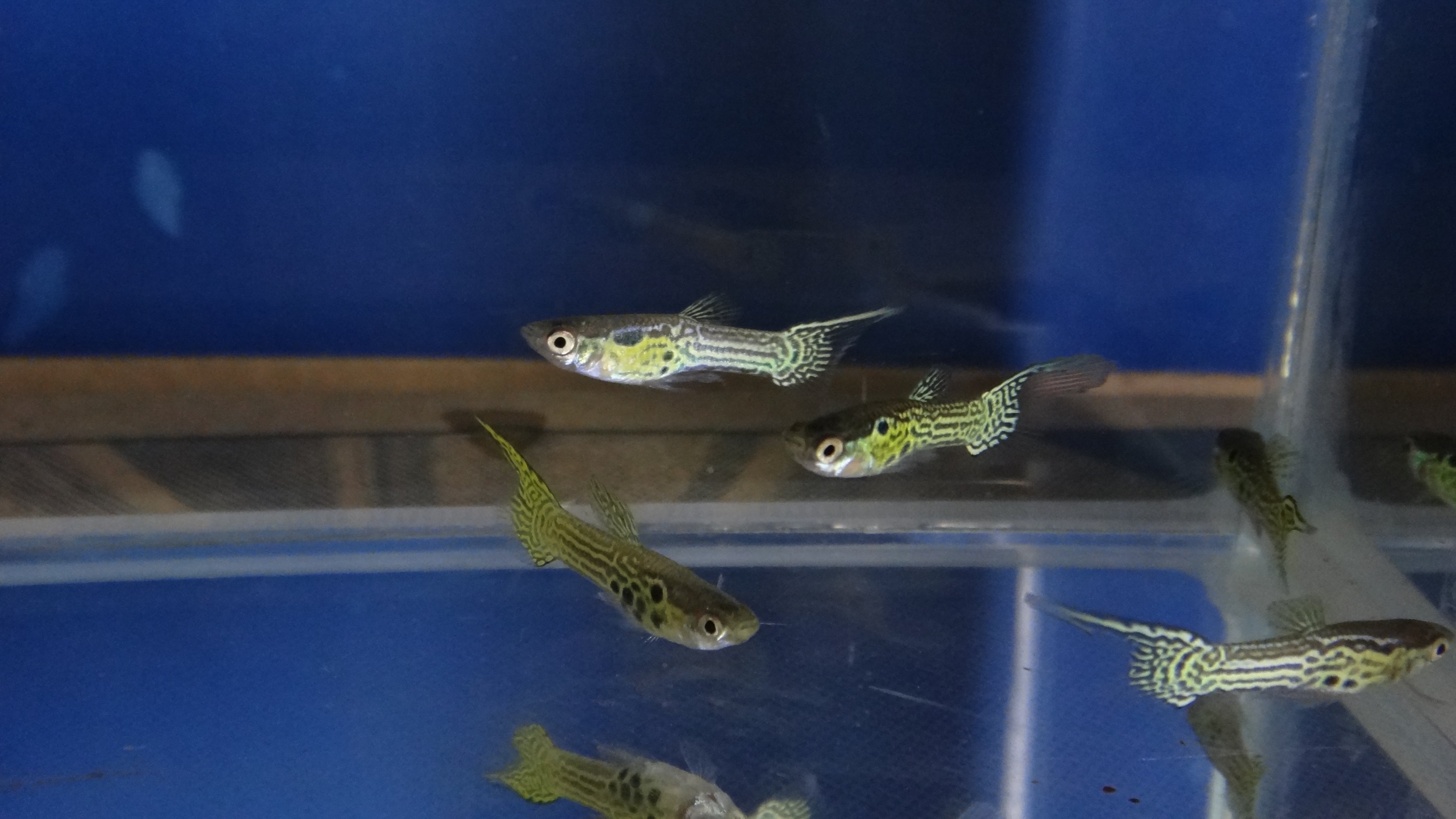 #endlers,#wildendlers,#endlerslivebearer,#wildguppy,#ปลาหางนกยูงป่า,#ปลาเอนเลอร์