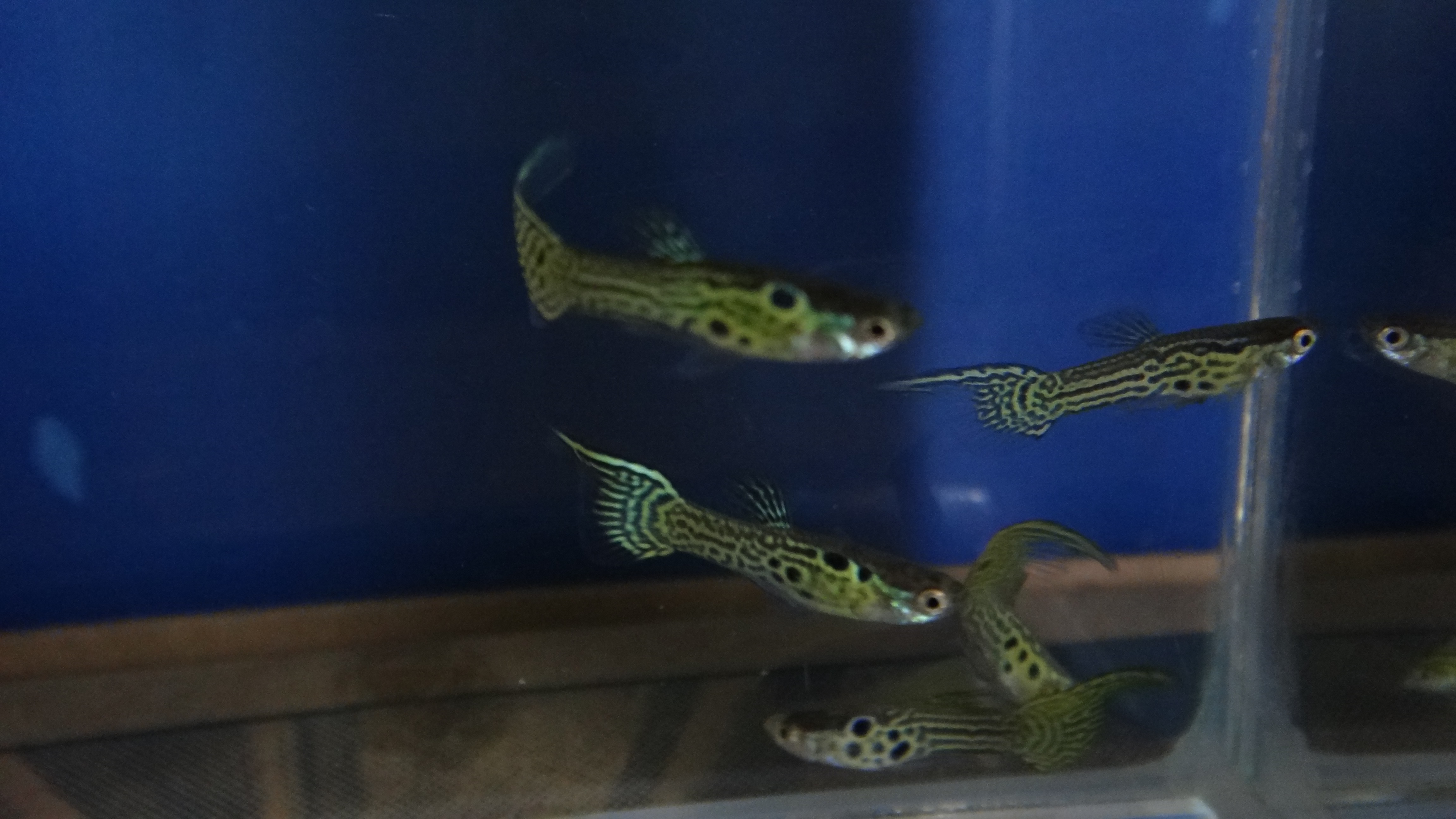 #endlers,#wildendlers,#endlerslivebearer,#wildguppy,#ปลาหางนกยูงป่า,#ปลาเอนเลอร์