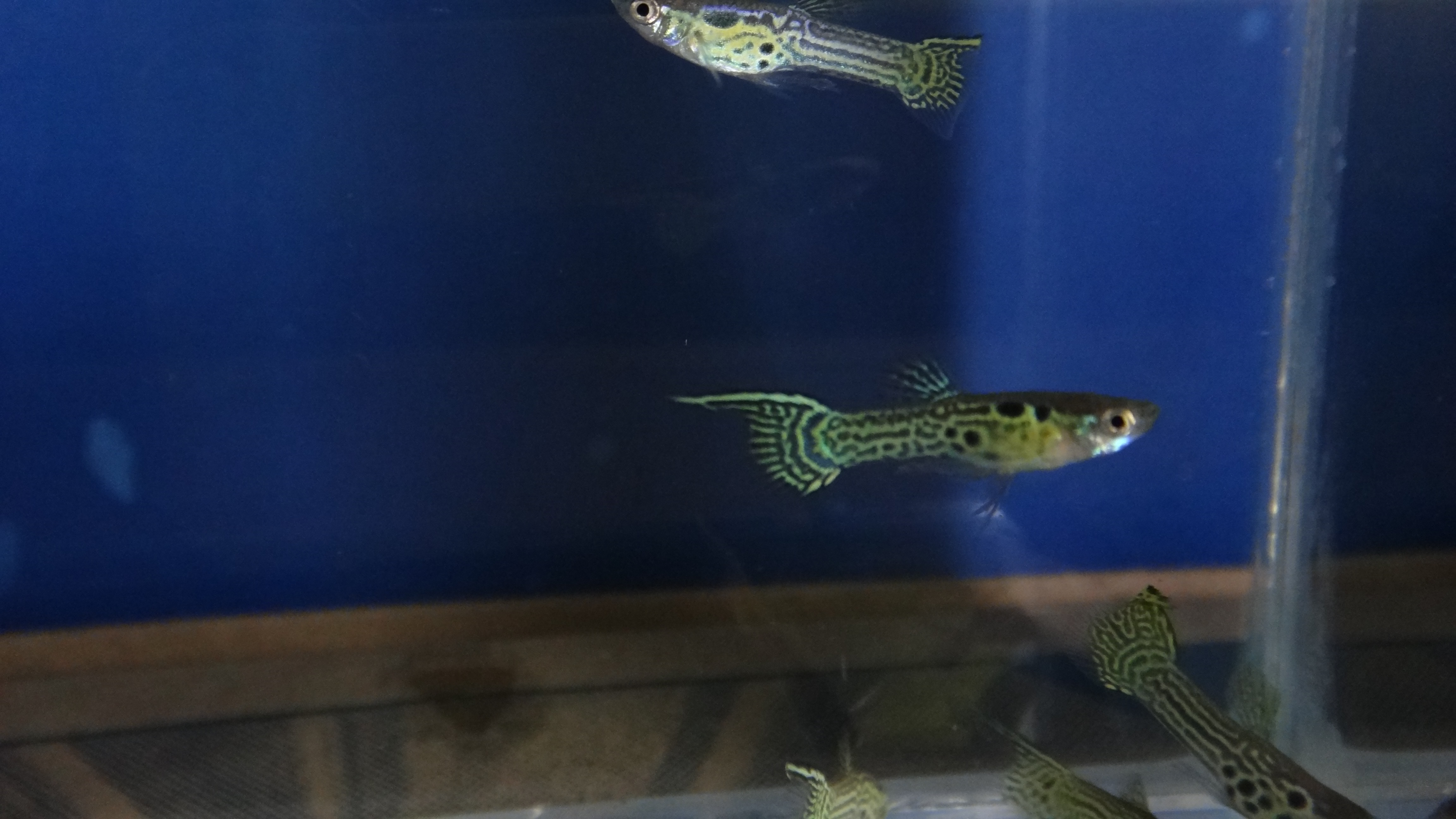 #endlers,#wildendlers,#endlerslivebearer,#wildguppy,#ปลาหางนกยูงป่า,#ปลาเอนเลอร์