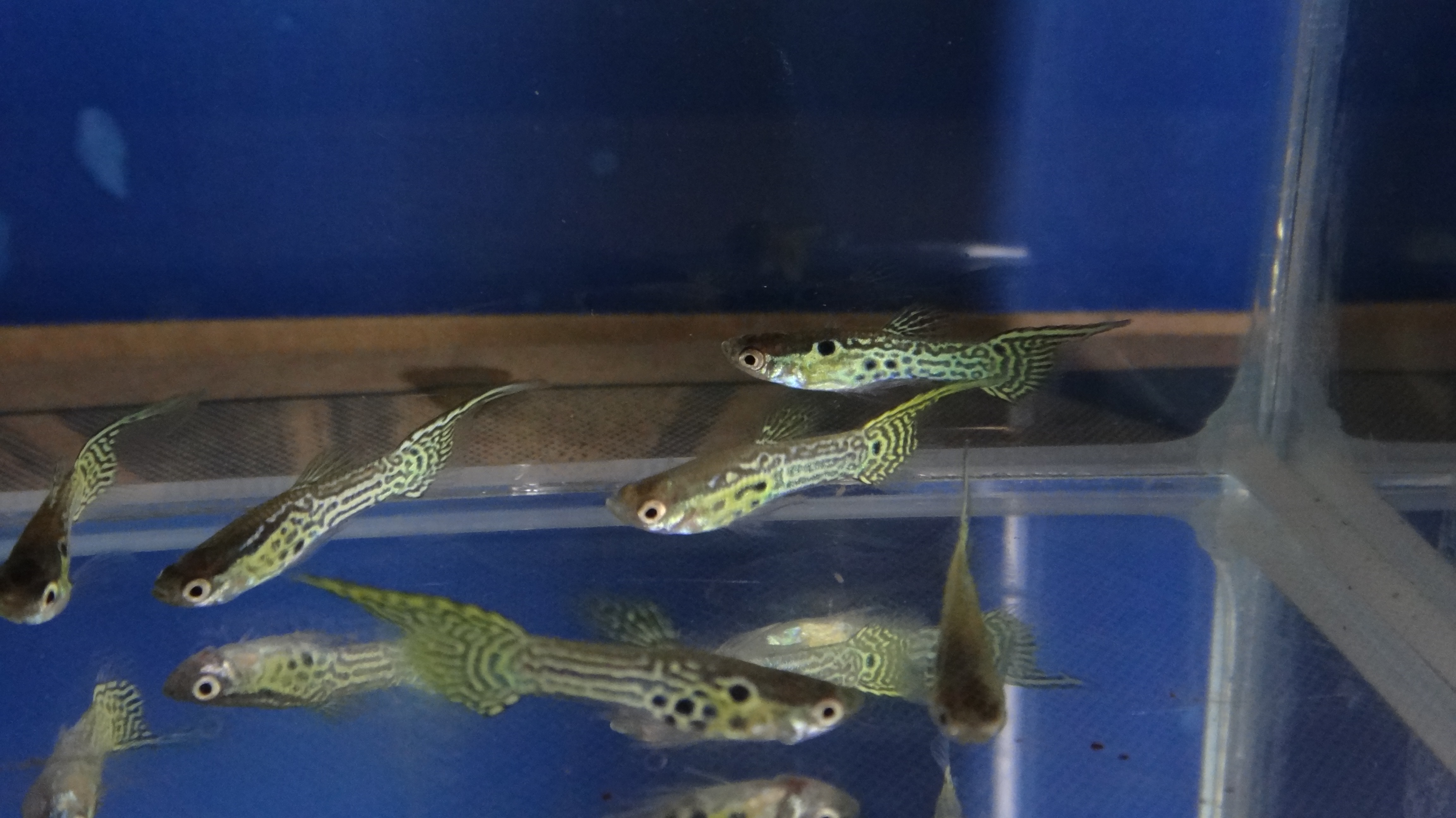 #endlers,#wildendlers,#endlerslivebearer,#wildguppy,#ปลาหางนกยูงป่า,#ปลาเอนเลอร์