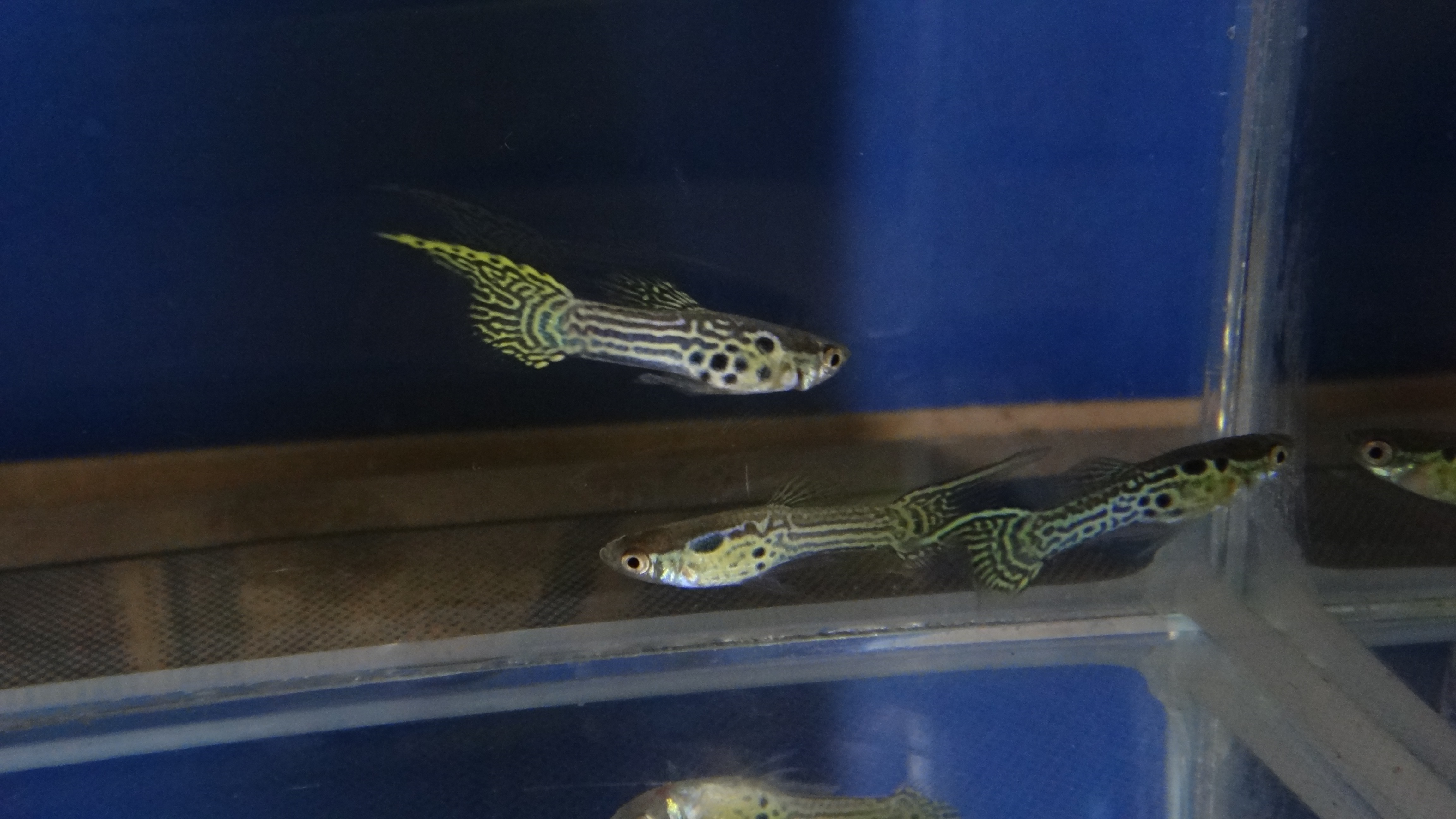 #endlers,#wildendlers,#endlerslivebearer,#wildguppy,#ปลาหางนกยูงป่า,#ปลาเอนเลอร์