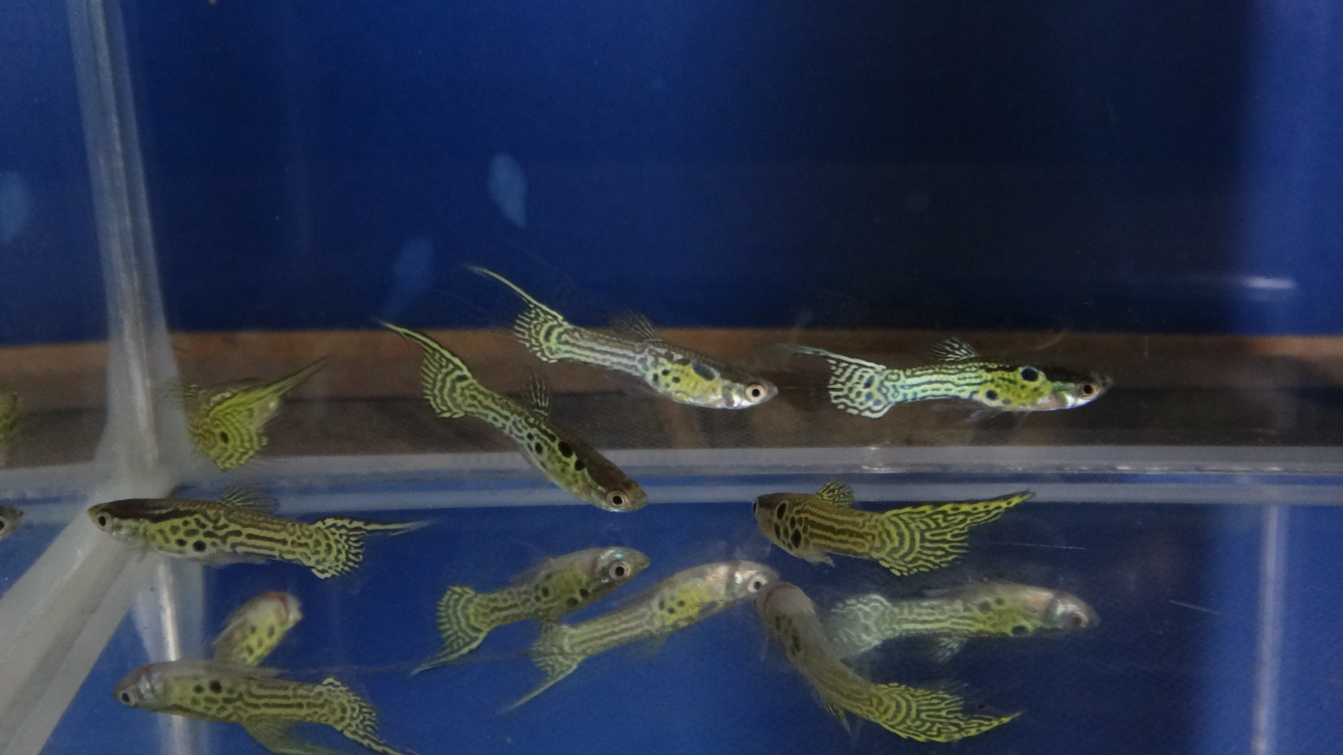 #endlers,#wildendlers,#endlerslivebearer,#wildguppy,#ปลาหางนกยูงป่า,#ปลาเอนเลอร์