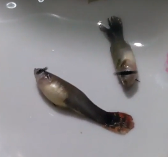 #สาหร่ายเกยี,#หอยแอปเปิ้ล,#endlers,#wildendlers,#guppy,#ปลาหางนกยูงป่า,#ปลาเอนเลอร์,#topaquariumhome