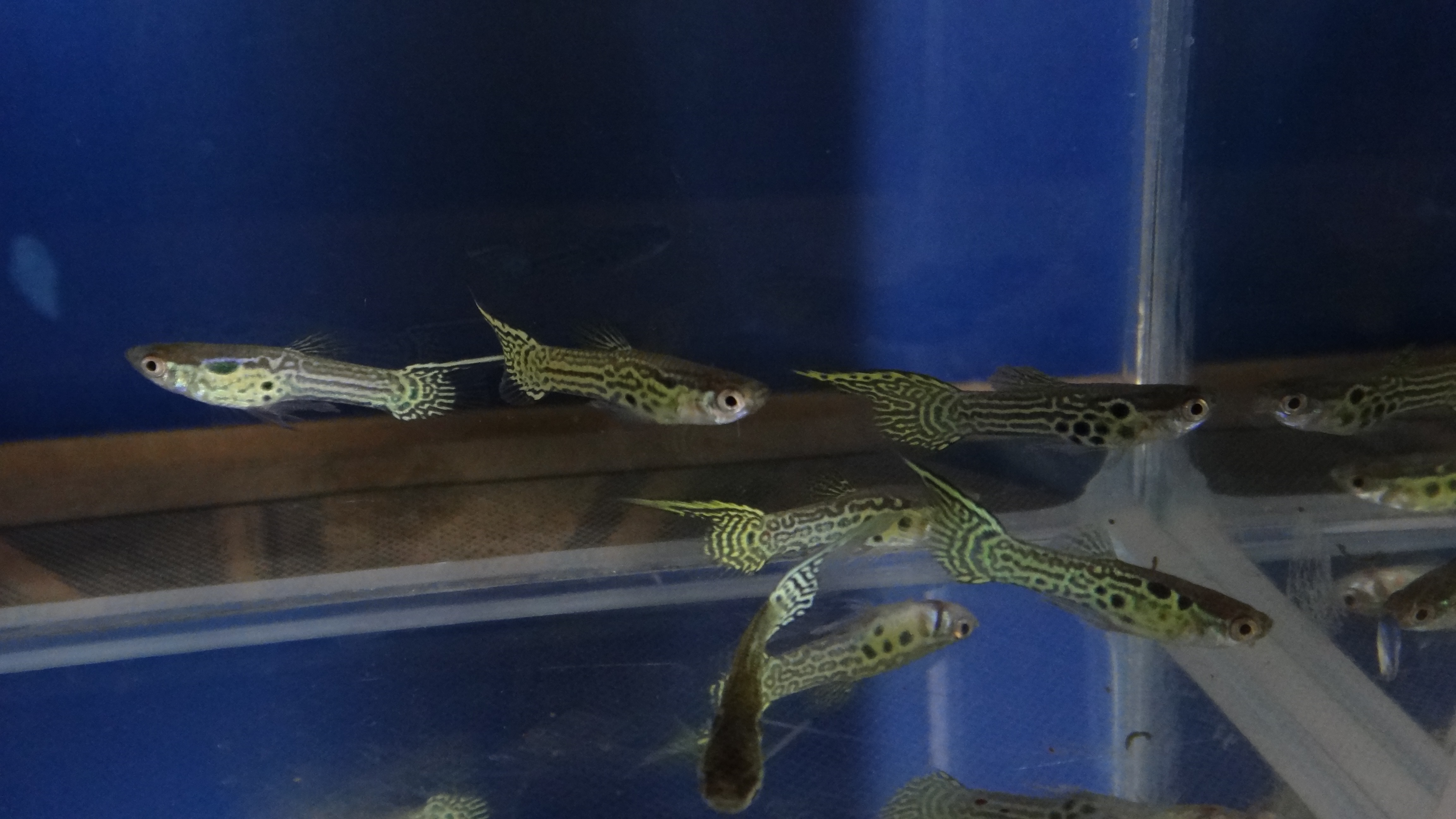 #endlers,#wildendlers,#endlerslivebearer,#wildguppy,#ปลาหางนกยูงป่า,#ปลาเอนเลอร์
