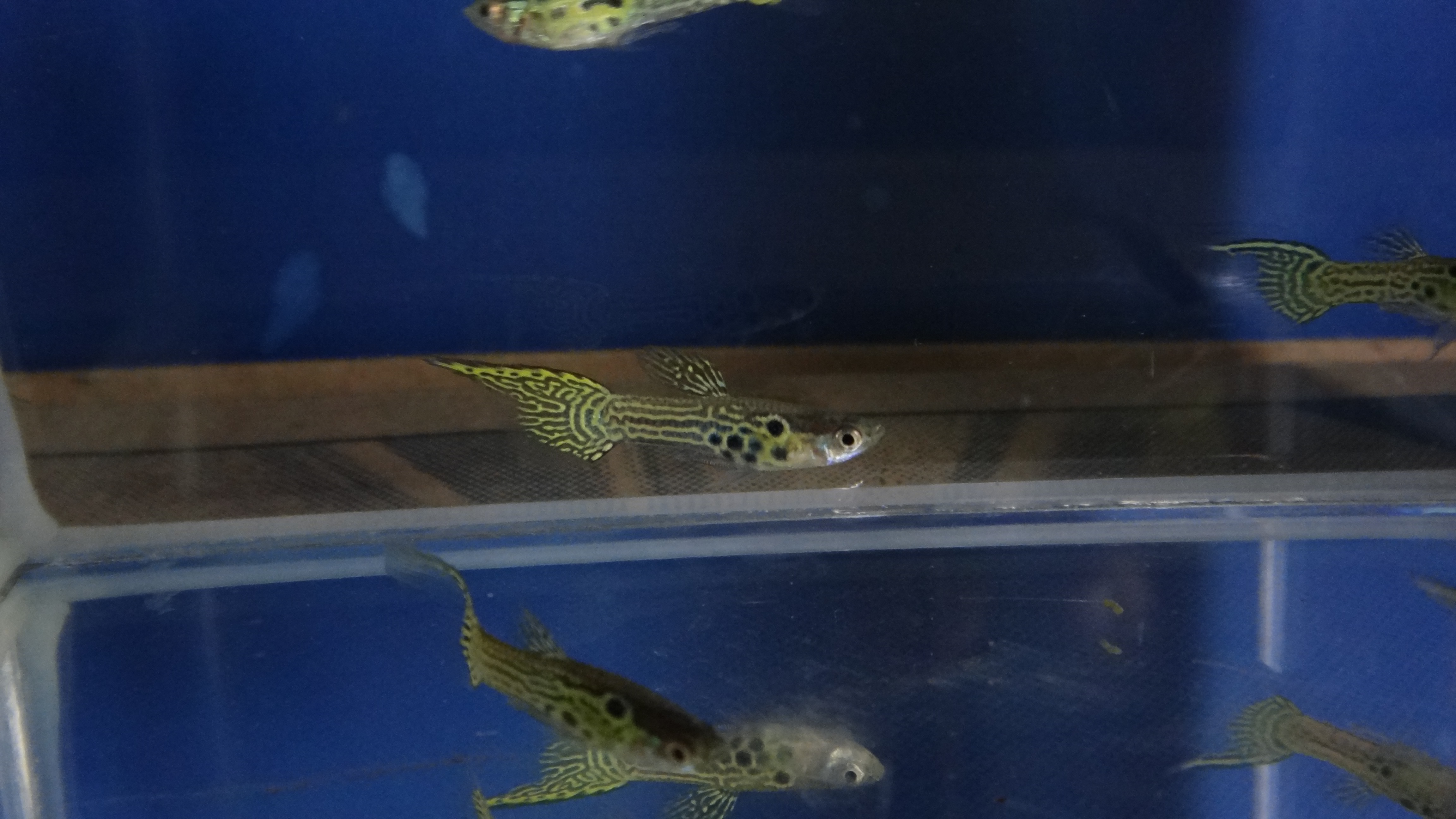 #endlers,#wildendlers,#endlerslivebearer,#wildguppy,#ปลาหางนกยูงป่า,#ปลาเอนเลอร์