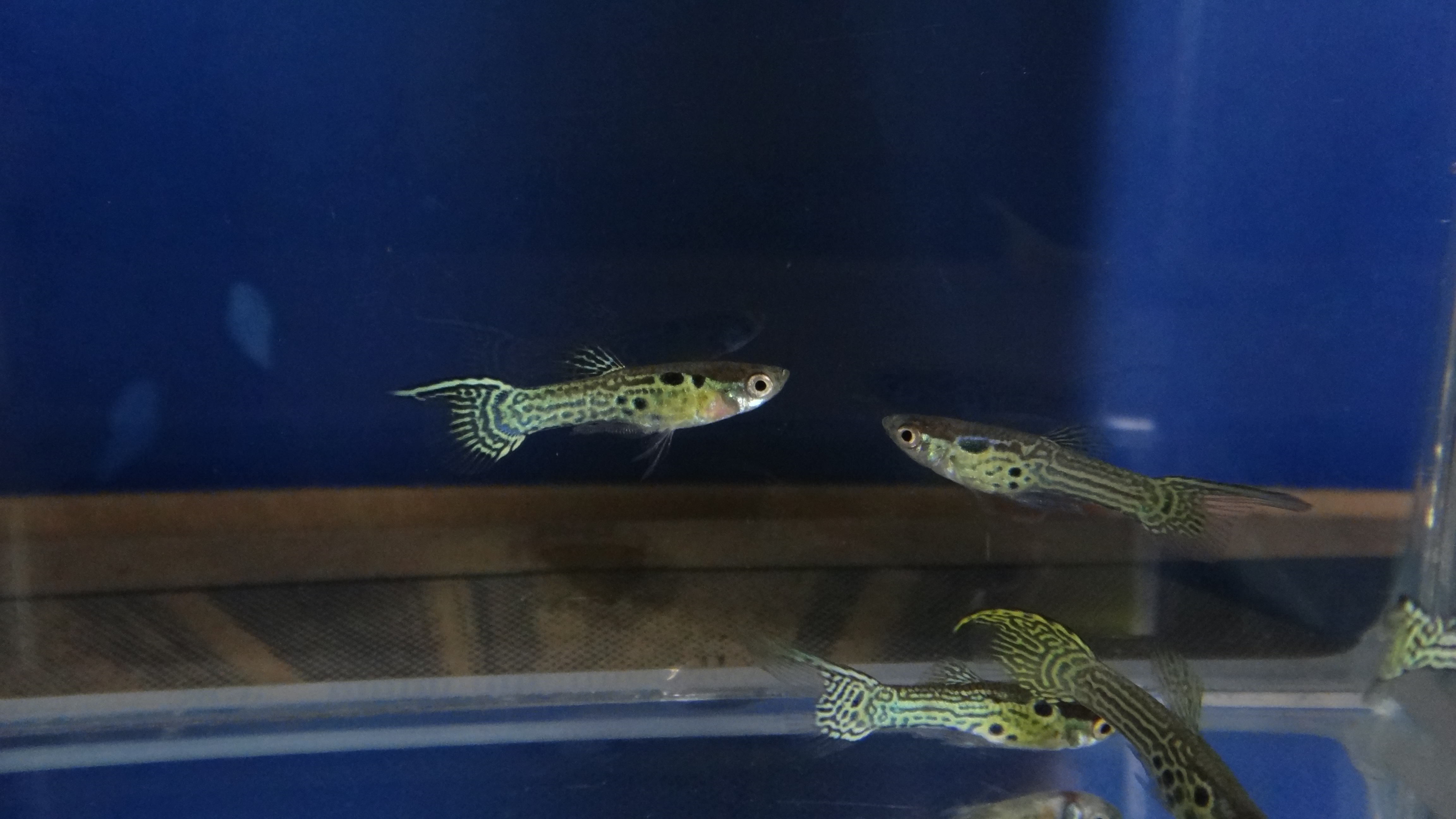 #endlers,#wildendlers,#endlerslivebearer,#wildguppy,#ปลาหางนกยูงป่า,#ปลาเอนเลอร์