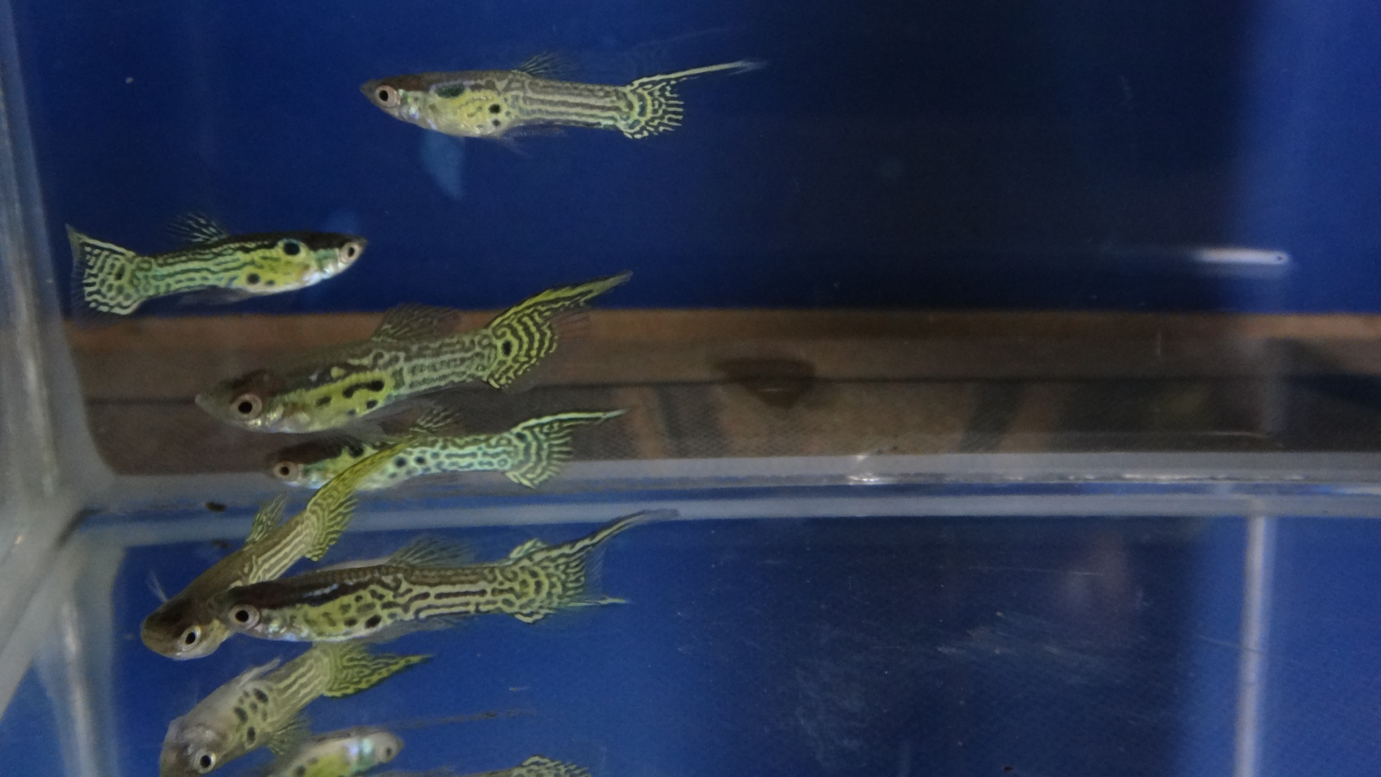 #endlers,#wildendlers,#endlerslivebearer,#wildguppy,#ปลาหางนกยูงป่า,#ปลาเอนเลอร์