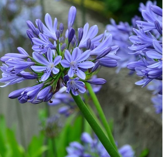 Agapanthus (small)