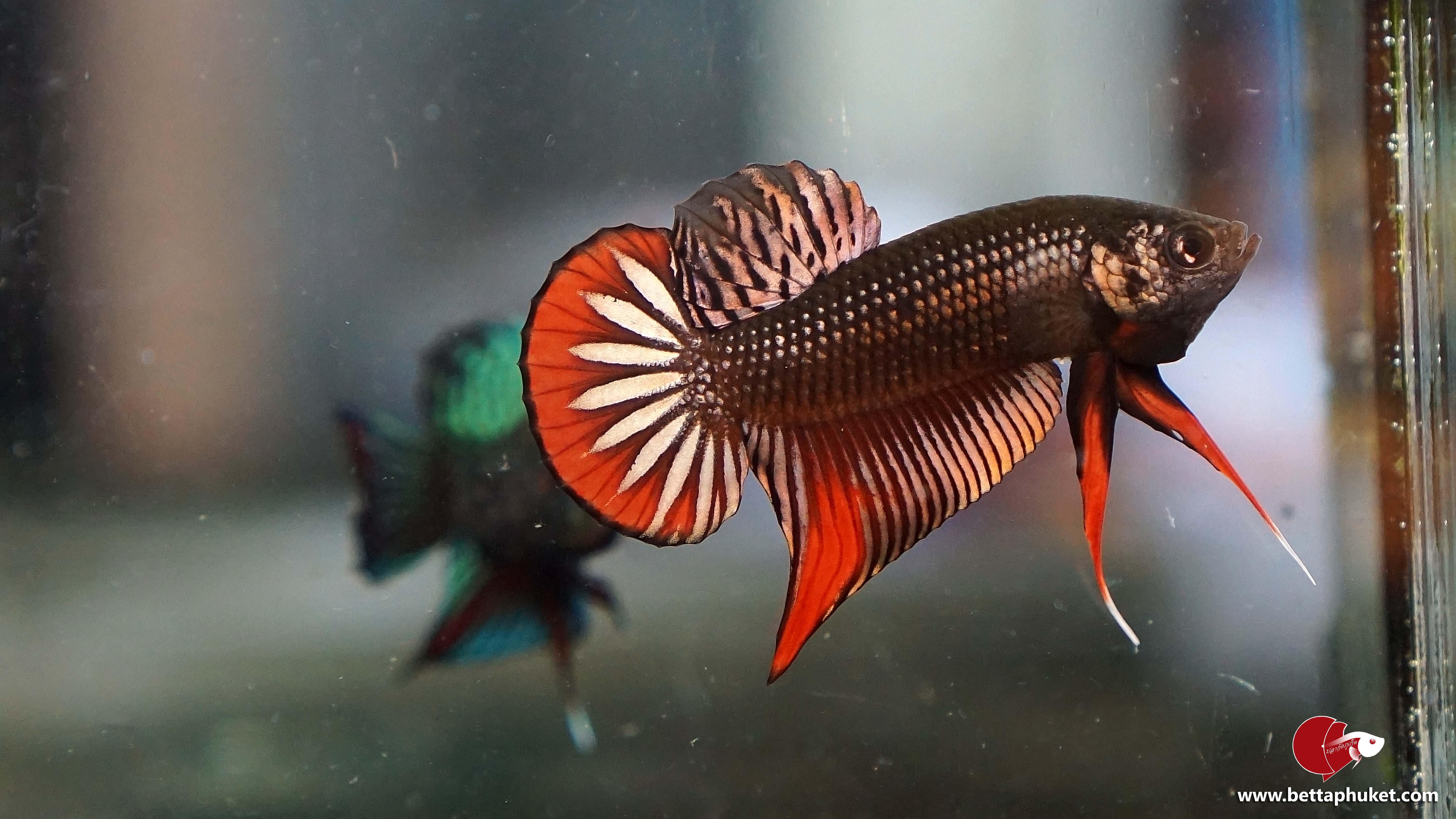 ป่ากัดป่าภาคใต้สีนาค (สีทองแดง)