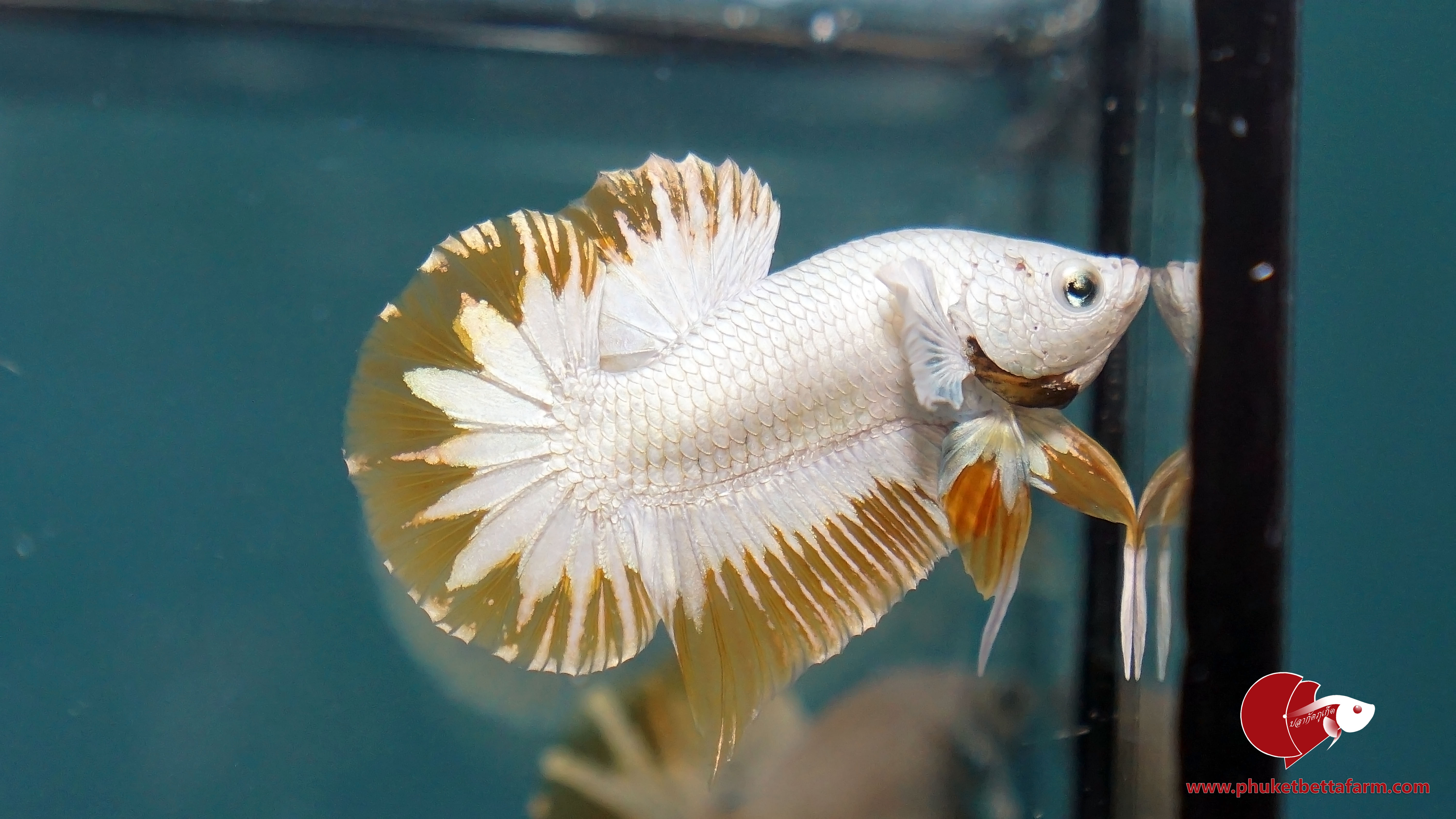 Yellow Dragon Snow Star Tail ปลากัดเยลโล่ดราก้อนสโนว์ หางดาว