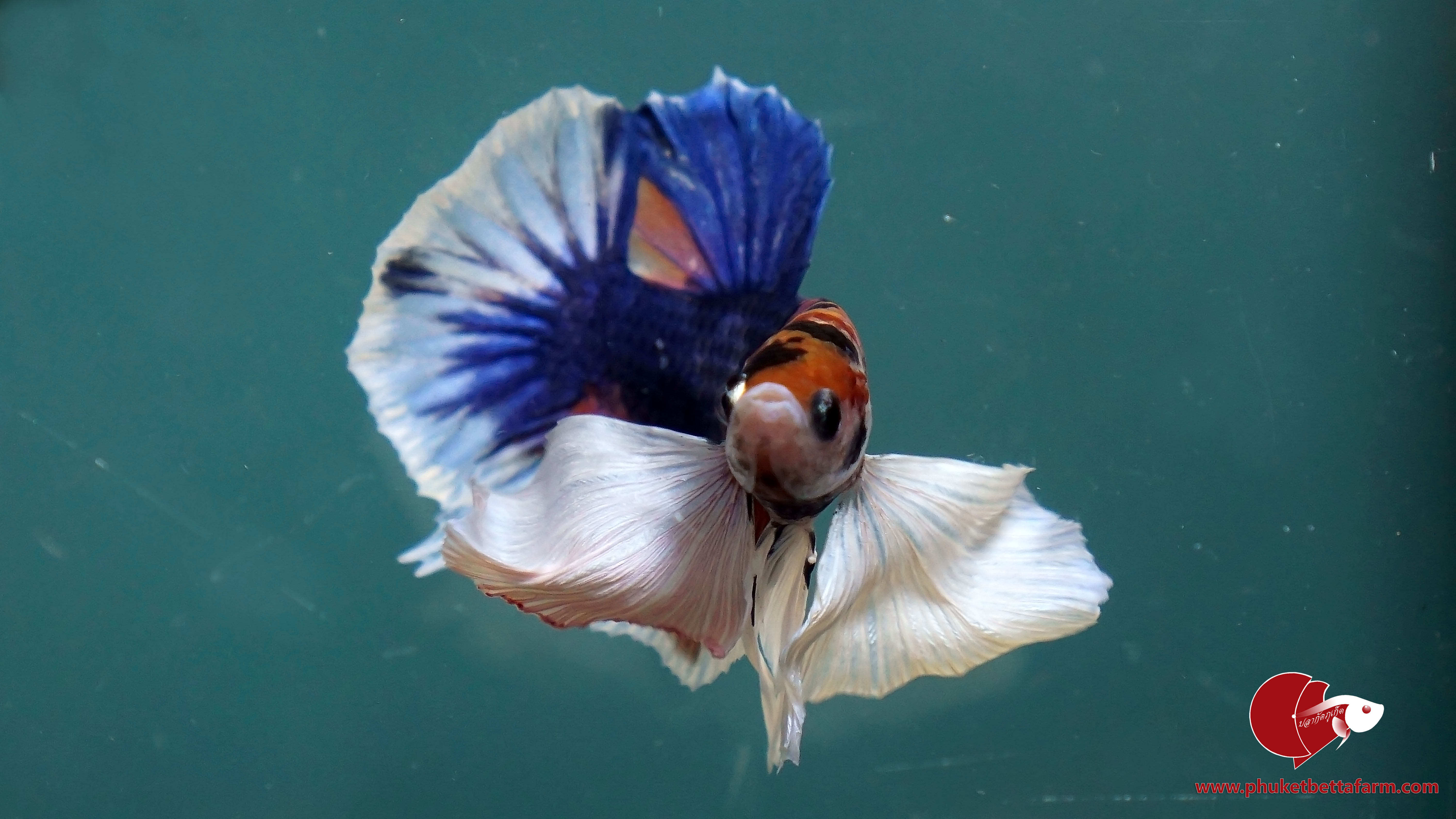 Dumbo Nemo Multicolor ปลากัดหูช้างนีโม่มัลติคัลเลอร์