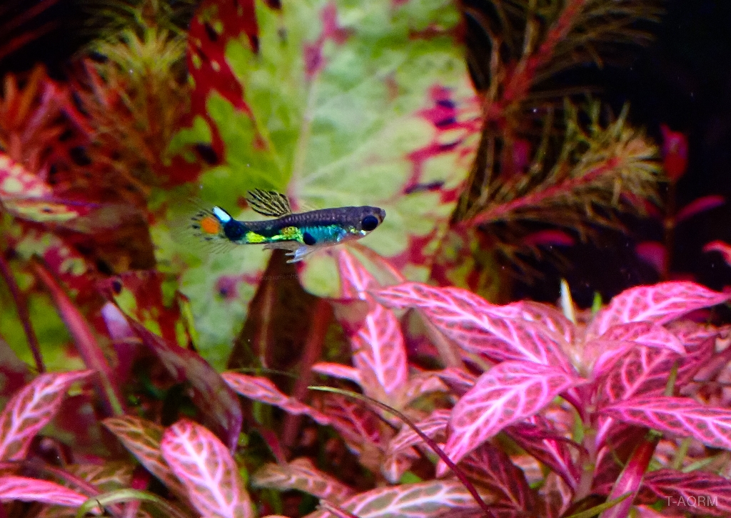 Wild rainbow guppy, Peacock version.1คู่ (ผู้+เมีย)