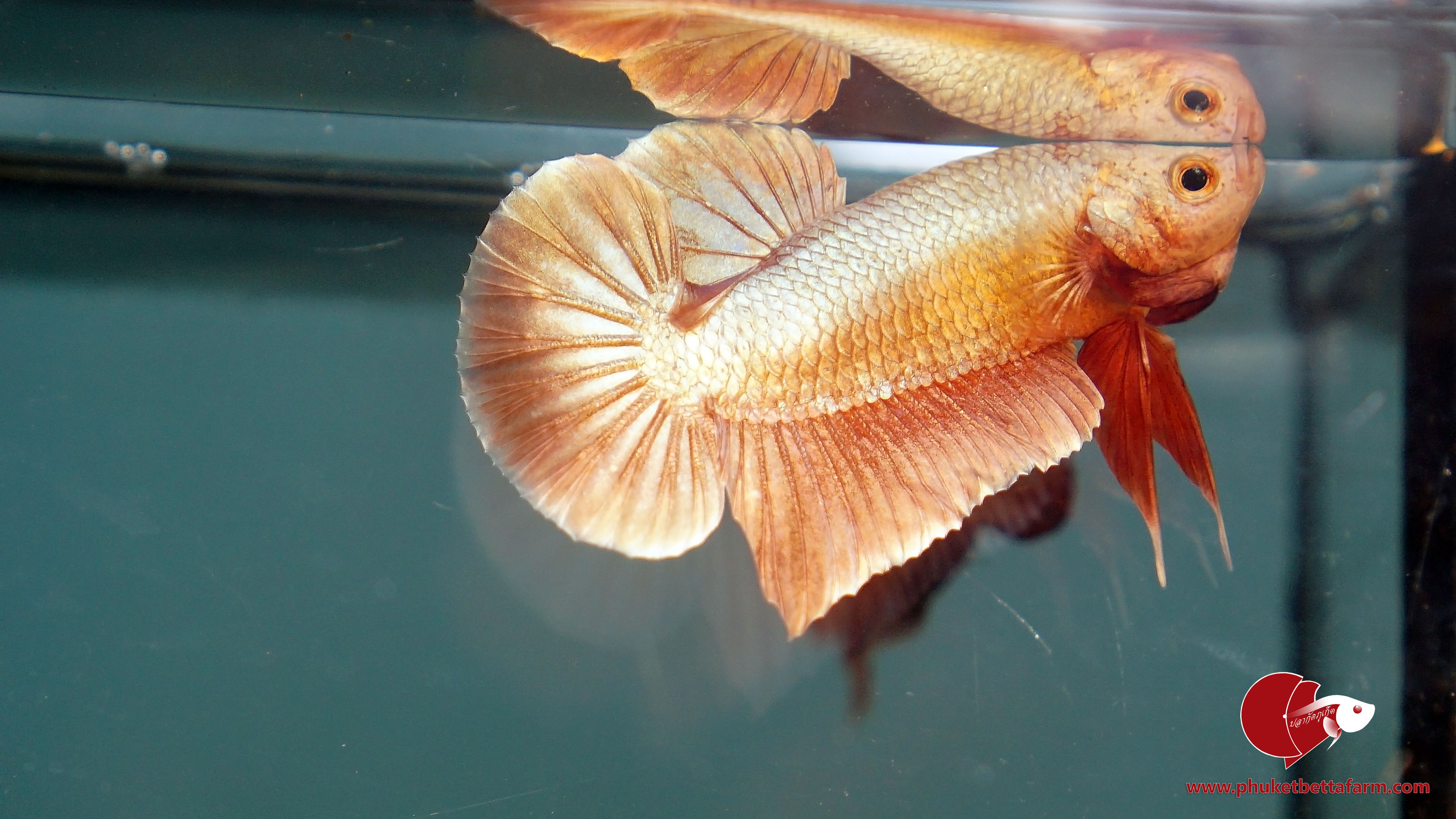 Orange Gold ปลากัดสีส้มทอง