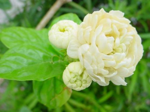 Jasmin flower (Large)