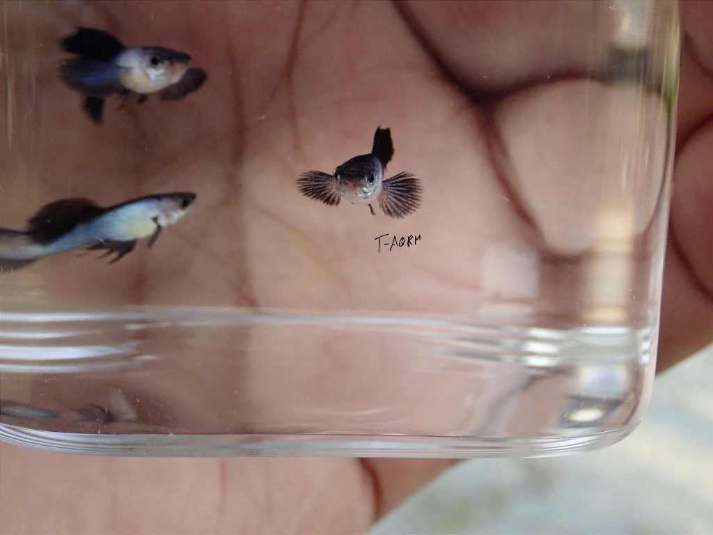 Mini Panda fancy guppy 1คู่ (ผู้+เมีย)