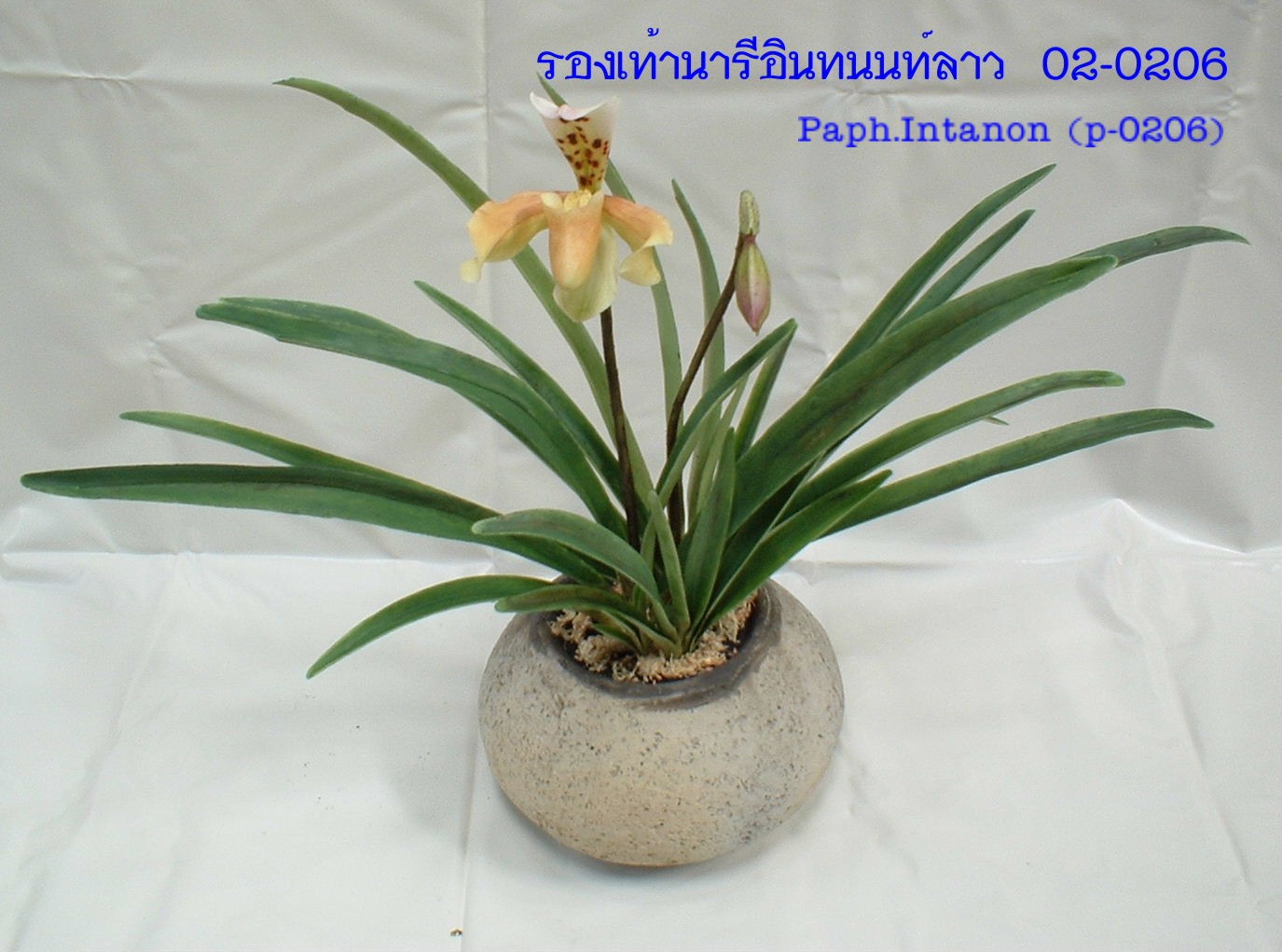 Paph.Inthanon (Large)