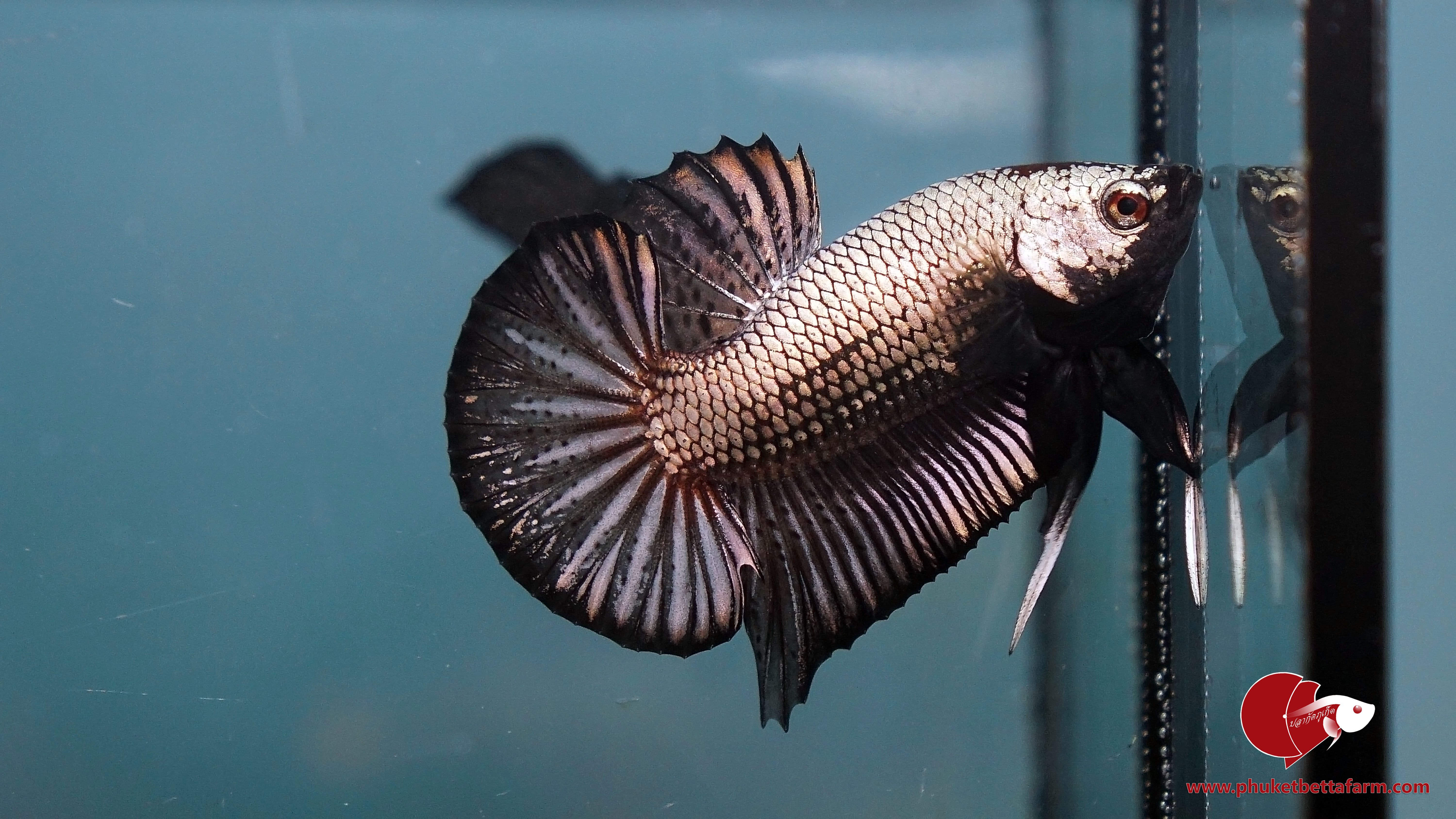 Black Copper ปลากัดแบล็คคอปเปอร์
