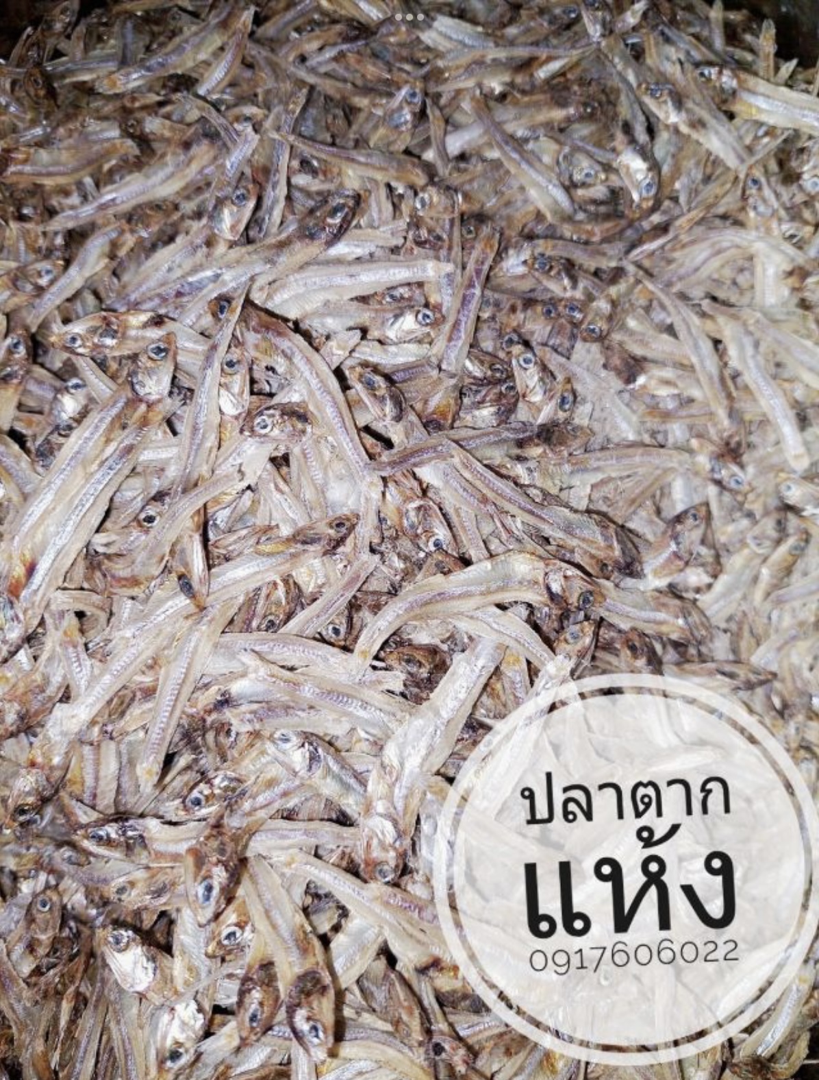 ปลาแห้ง ปลาช่อนแดดเดียว ปลาช่อนตากแห้ง ปลาแดดเดียว ปลาพม่า ปลาช่อนพม่า ปลาพม่าตากแห้ง ปลาตากแห้ง ปลาหัวยุ่ง ปลาทู ขายส่งปลาแห้ง