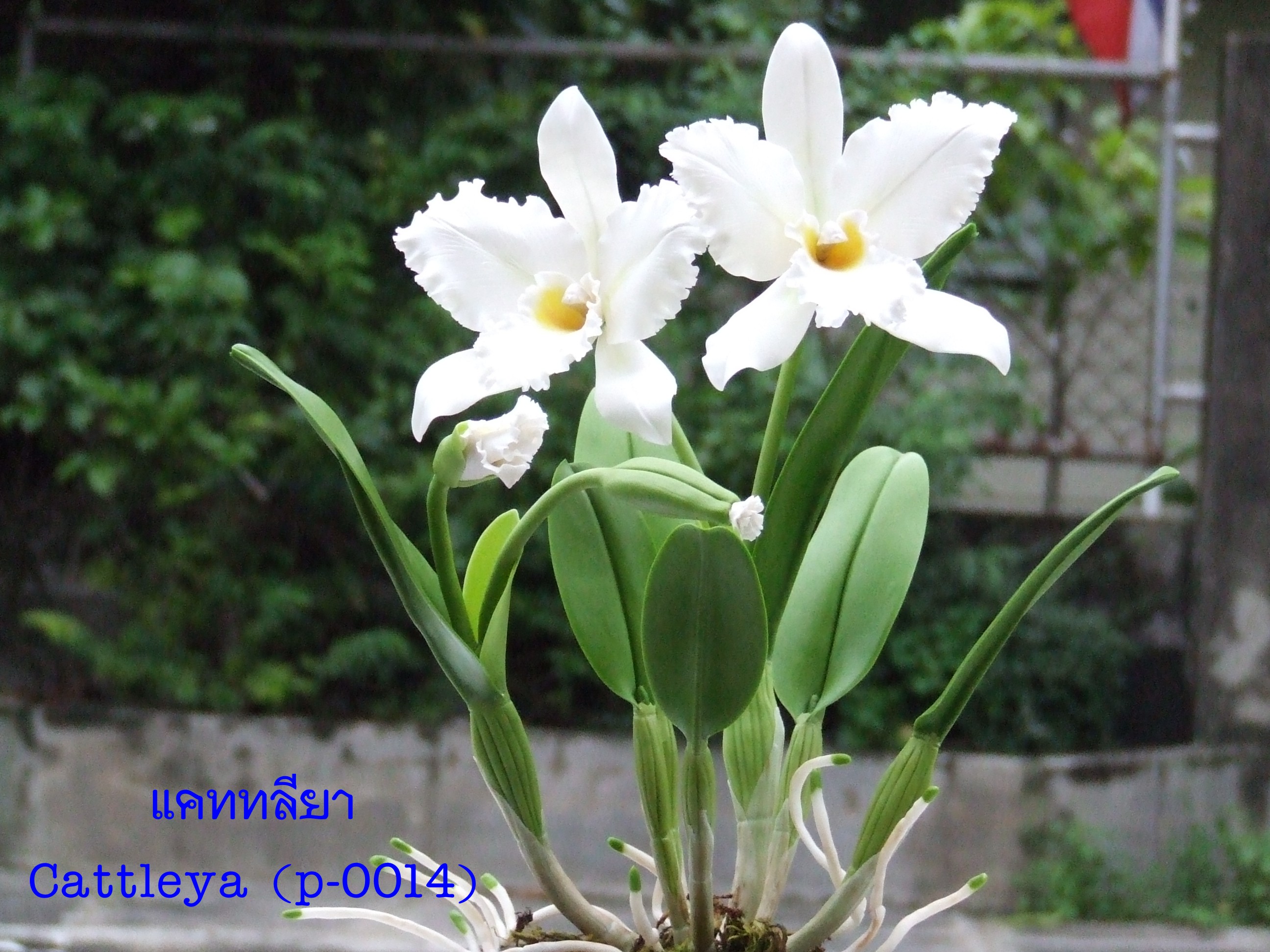 Cattleya (Super small)