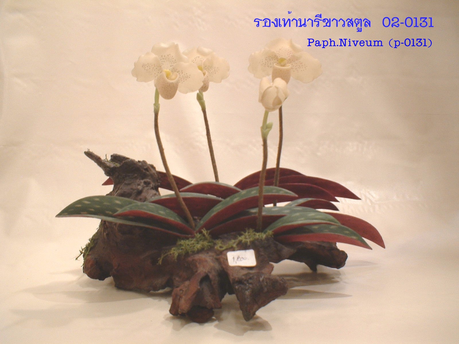 Paph.Niveum (Super small)