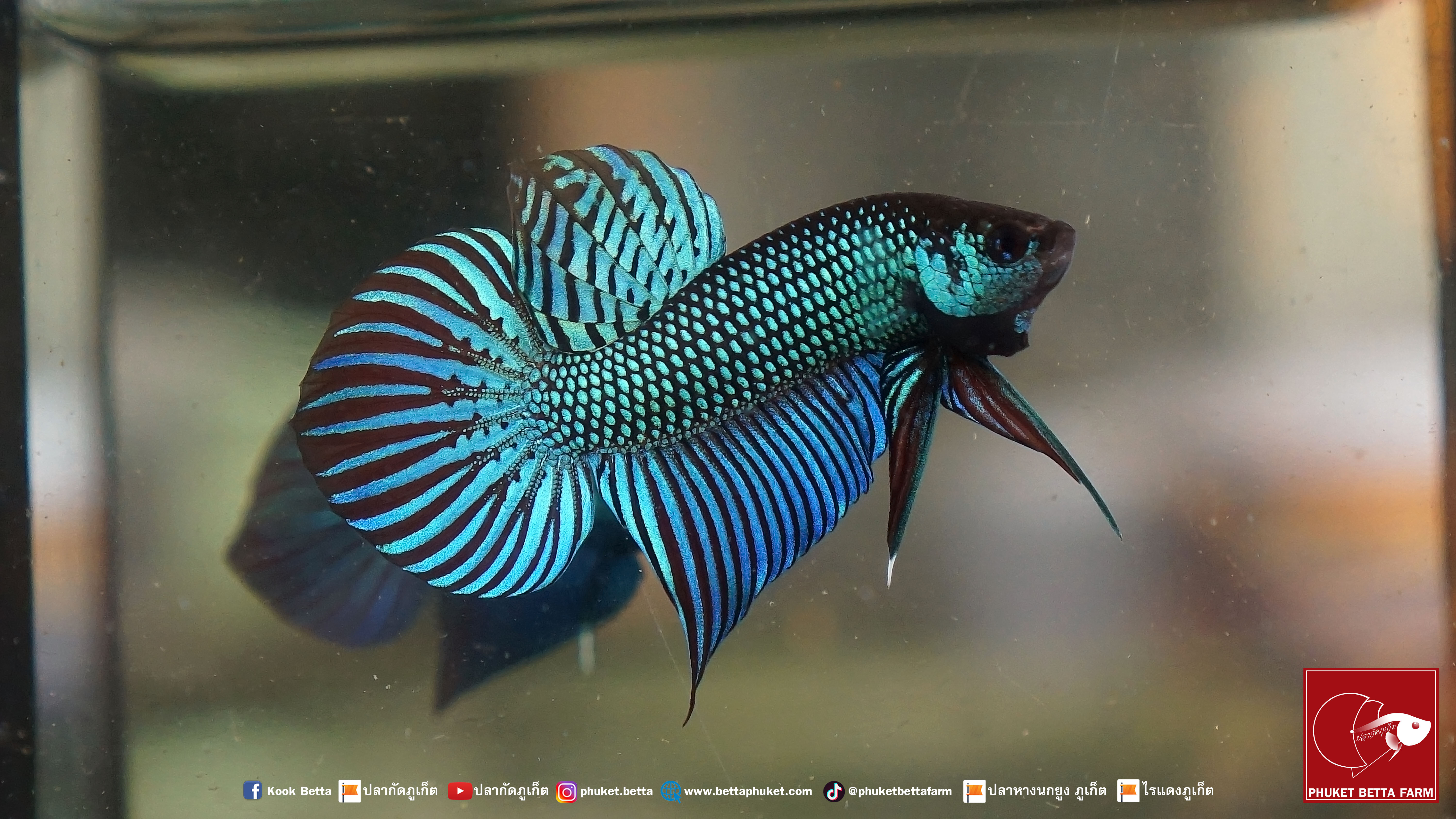 Betta Mahachaiensis ปลากัดมหาชัย
