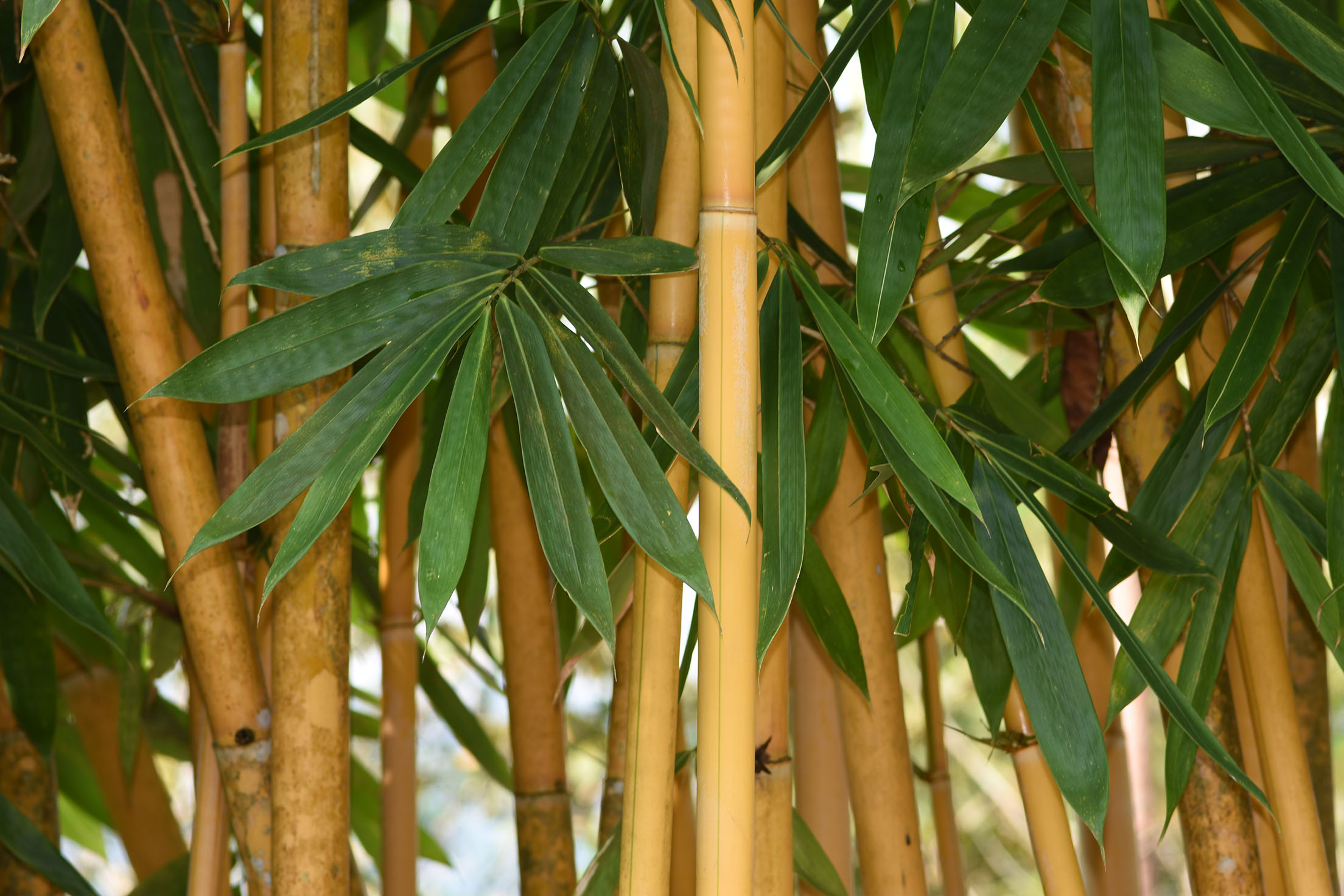 Golden bamboo Leaf