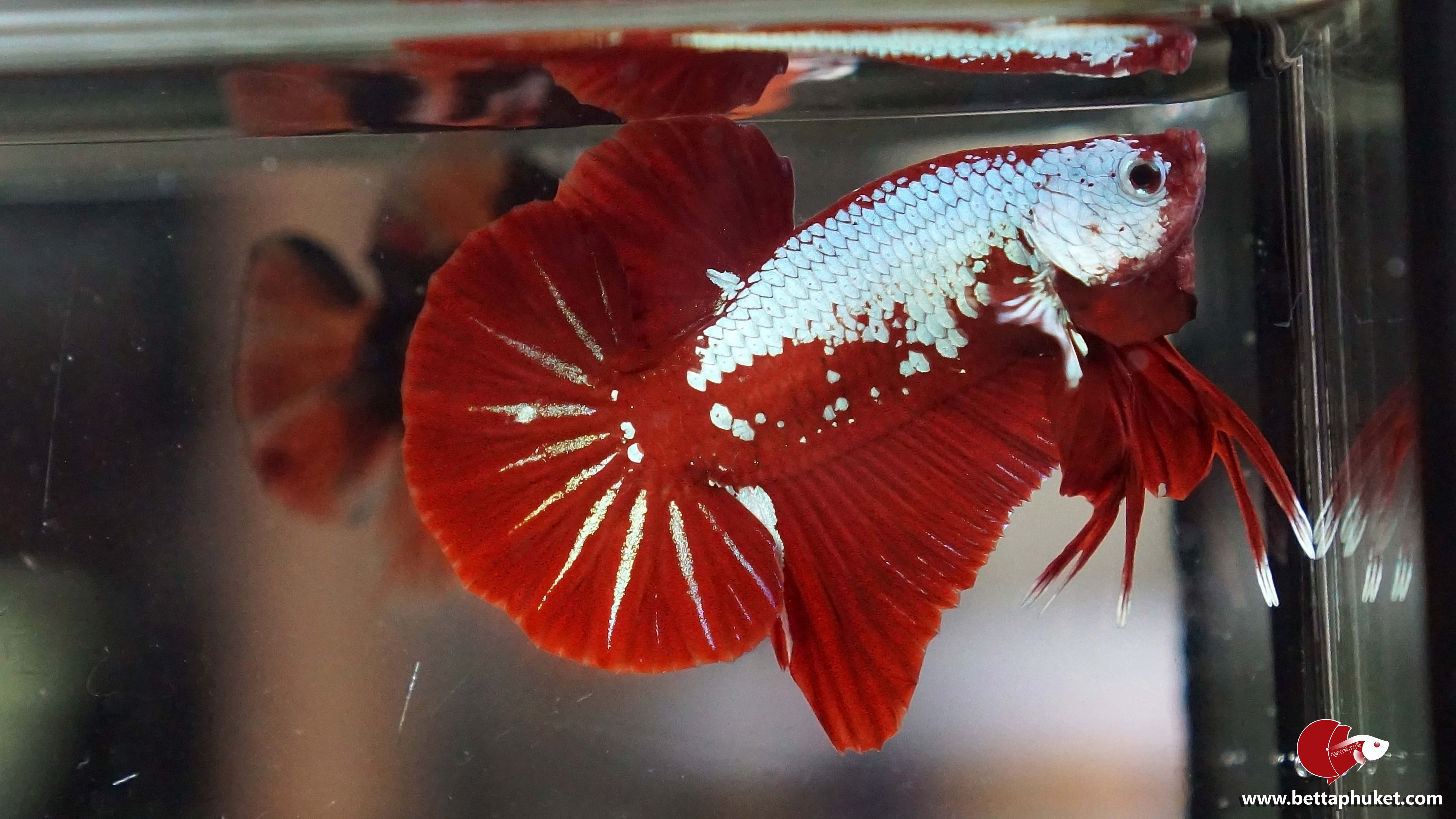 Red Samurai เรดซามูไร