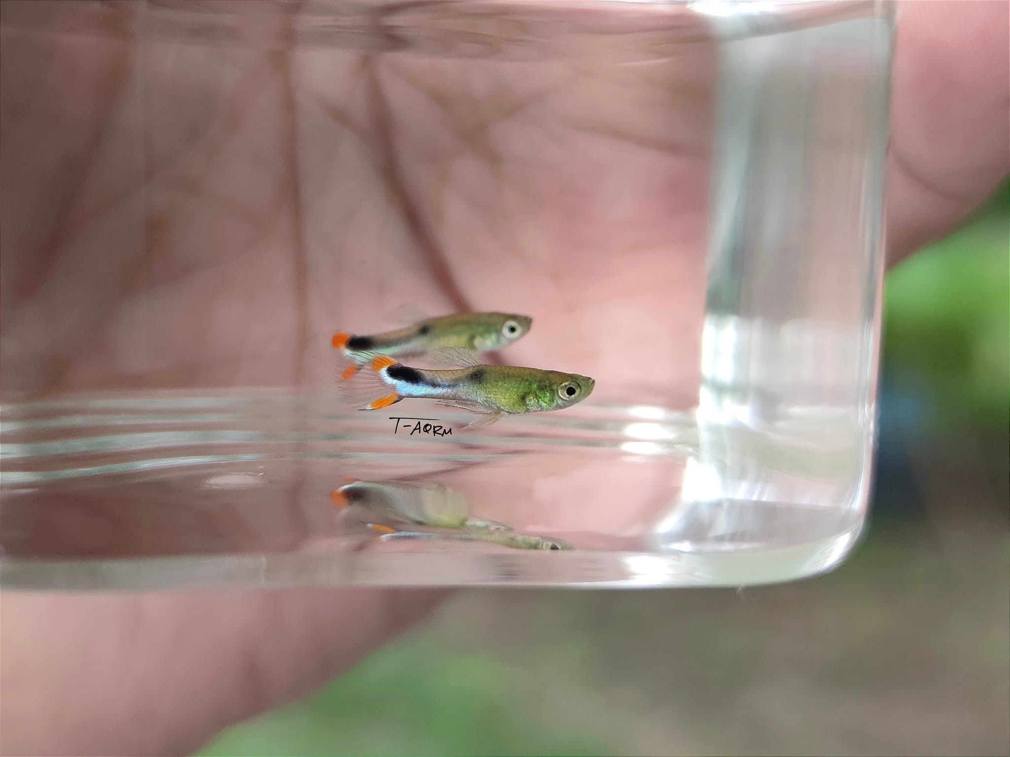 Cumana El Dorado, Pure wingei 1คู่ (ผู้+เมีย)
