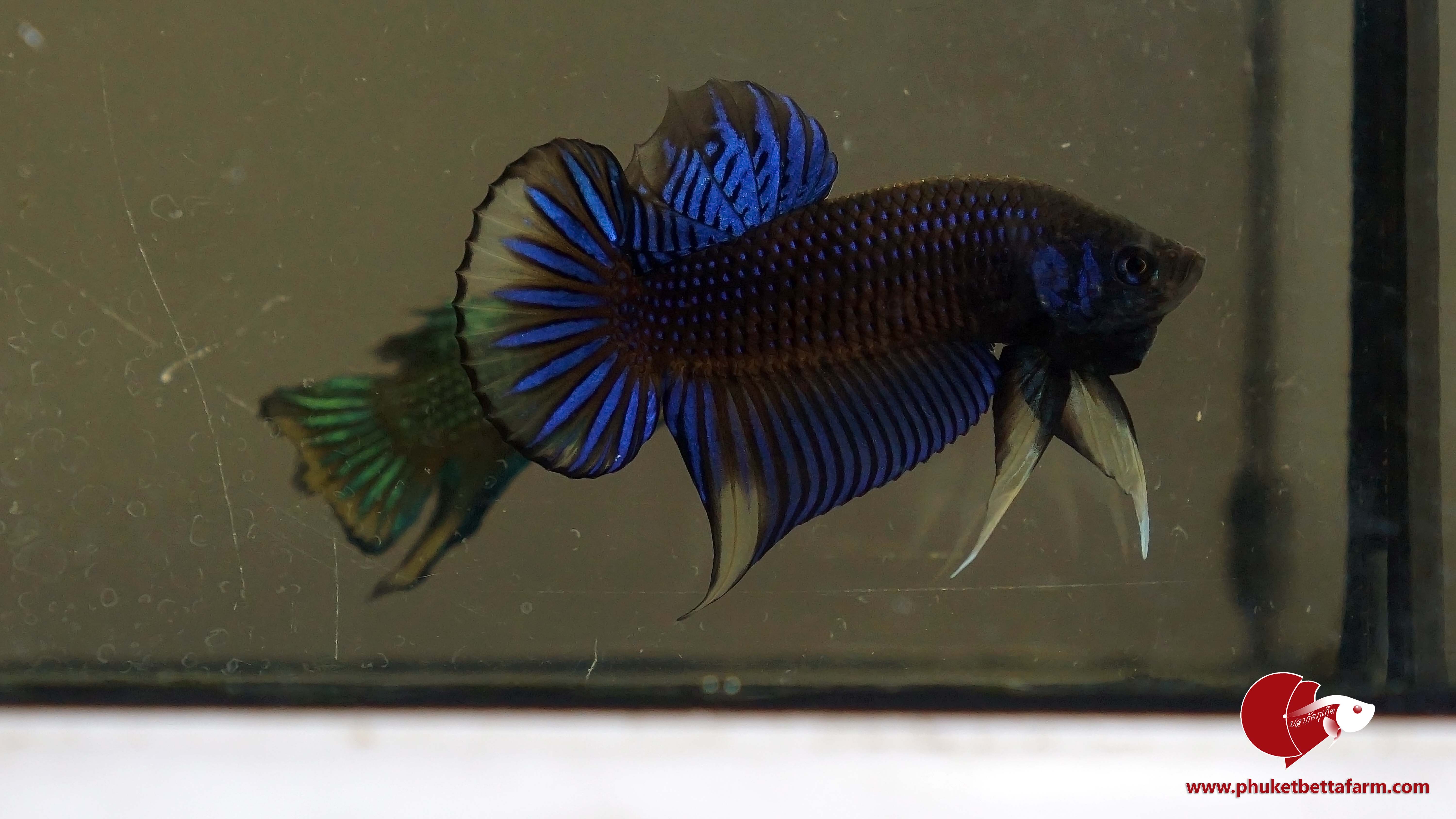 Blue Yellow Betta Imbellis ปลากัดป่าภาคใต้น้ำเงินวงเหลือง