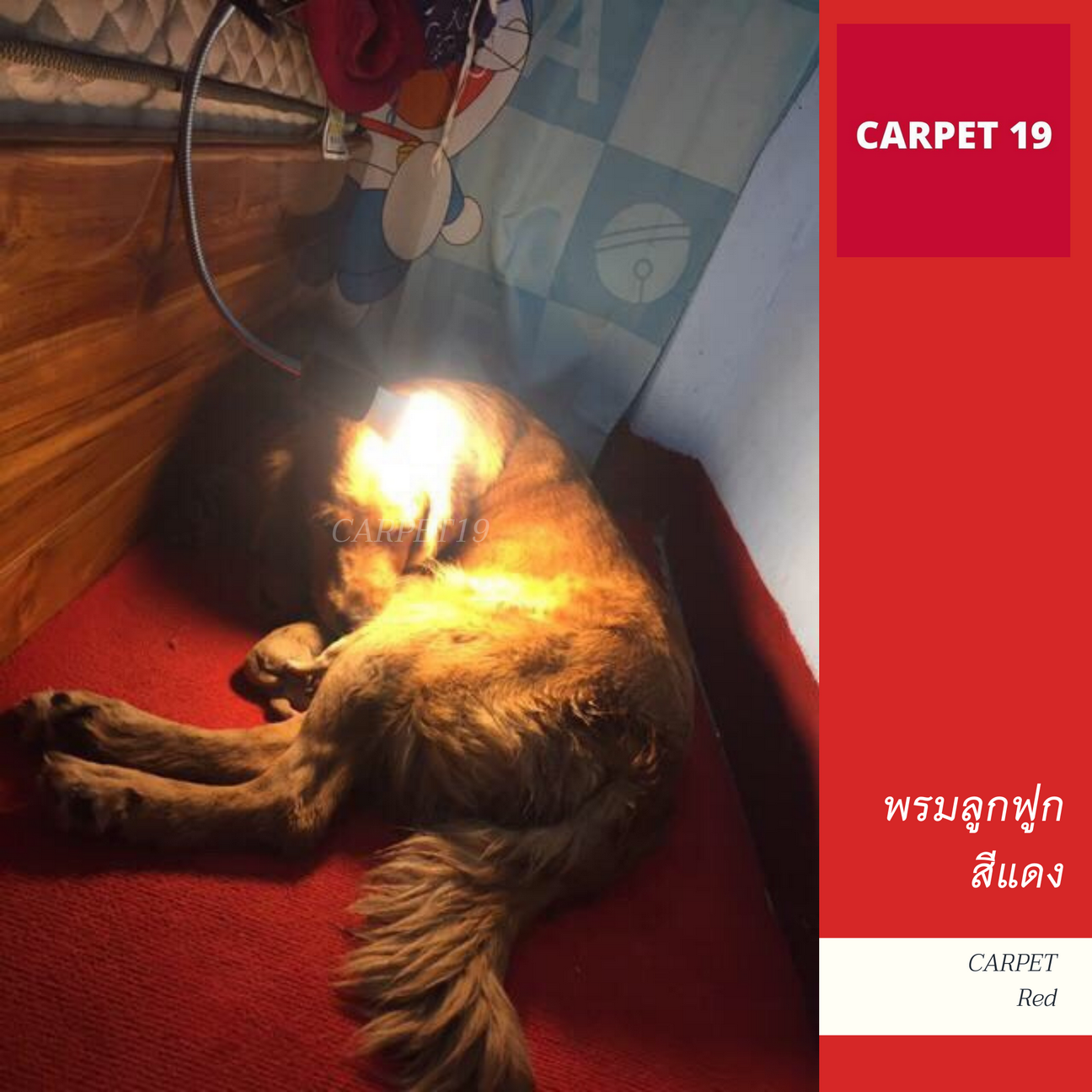 ราคายกม้วน!! CARPET19 พรมลูกฟูก สีแดง กว้าง 1.5 เมตร ยาว 25 เมตร หนา 4.5-5 มม.