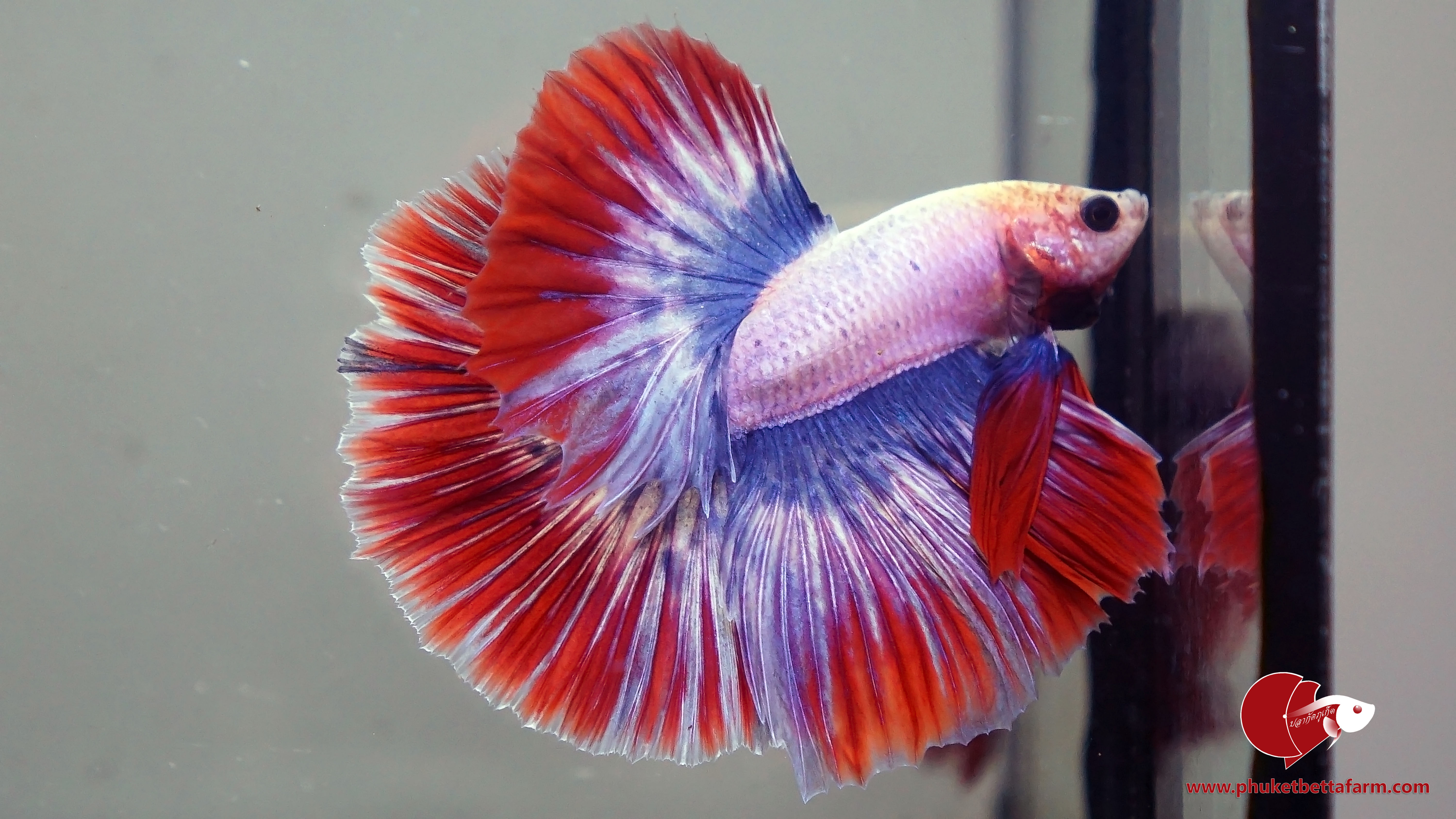 Thai Flag Rosetail Halfmoon ปลากัดลายธงชาติโรสเทลครีบยาว
