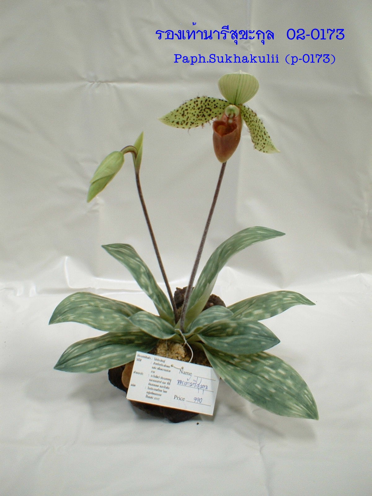 Paph.Sukhakulii