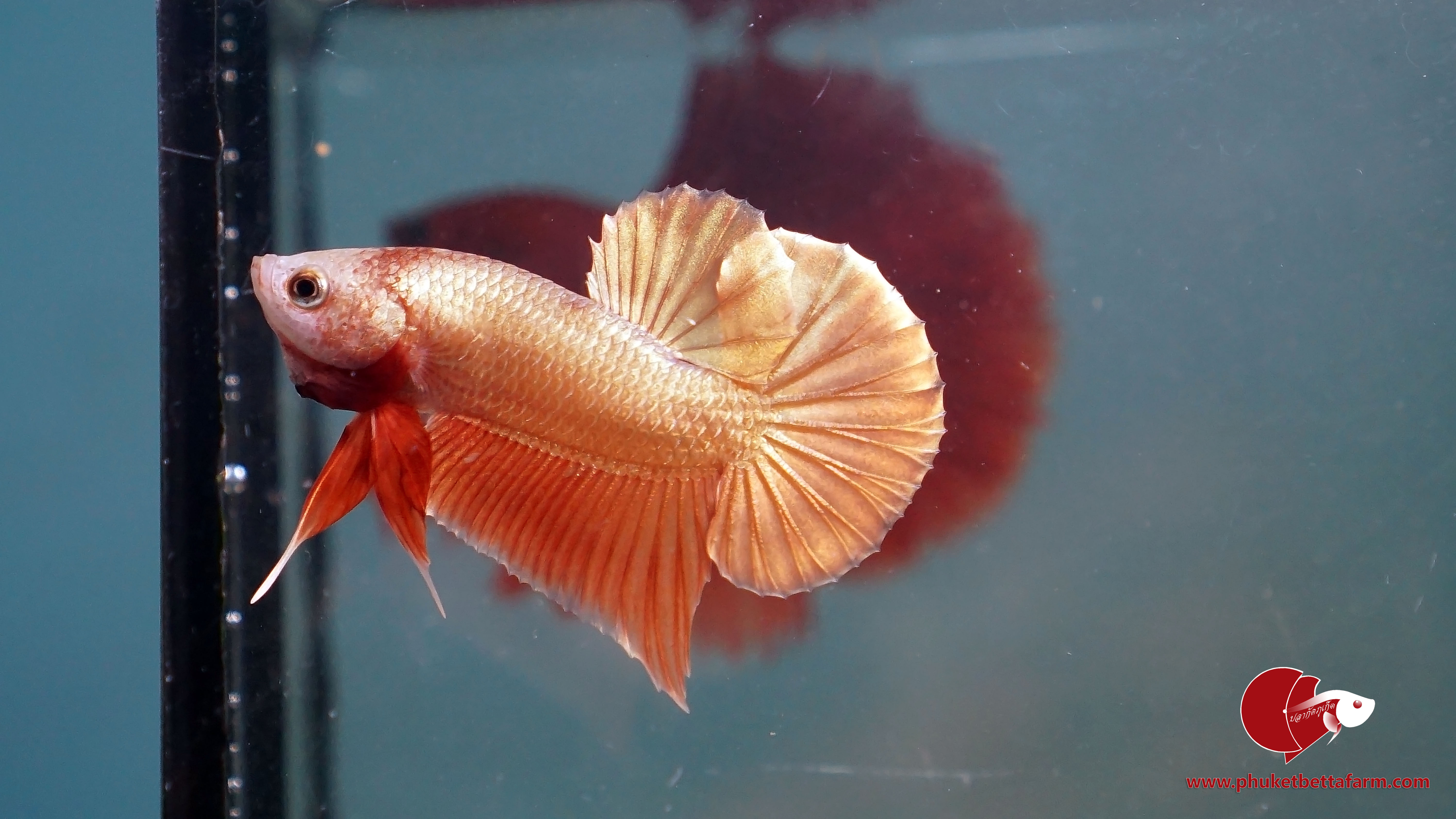 Red Gold ปลากัดทองแดง