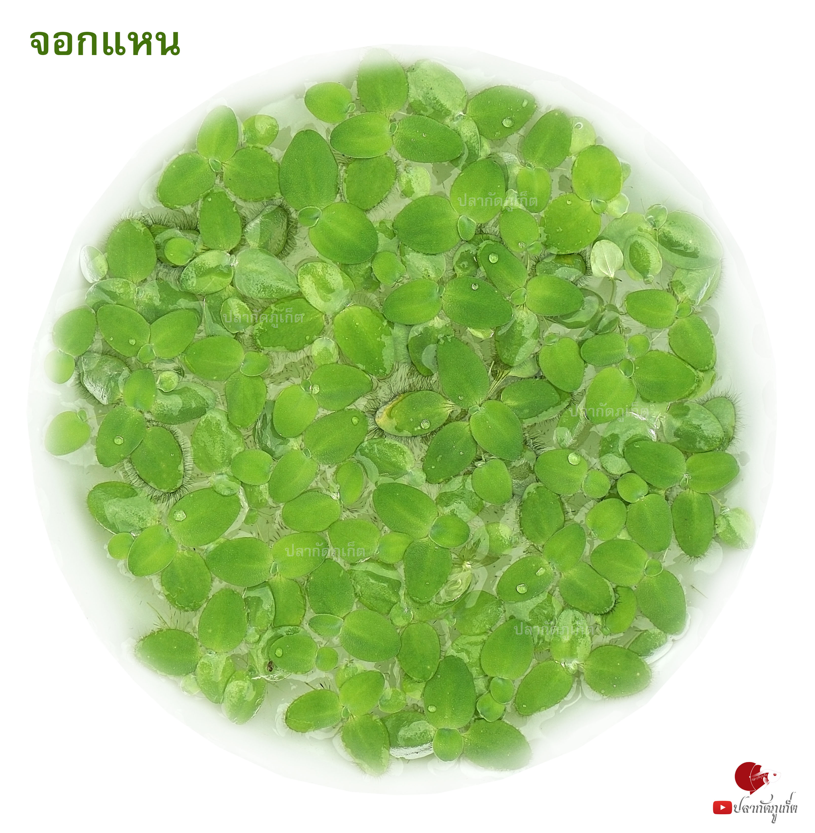 จอกแหนแคระ