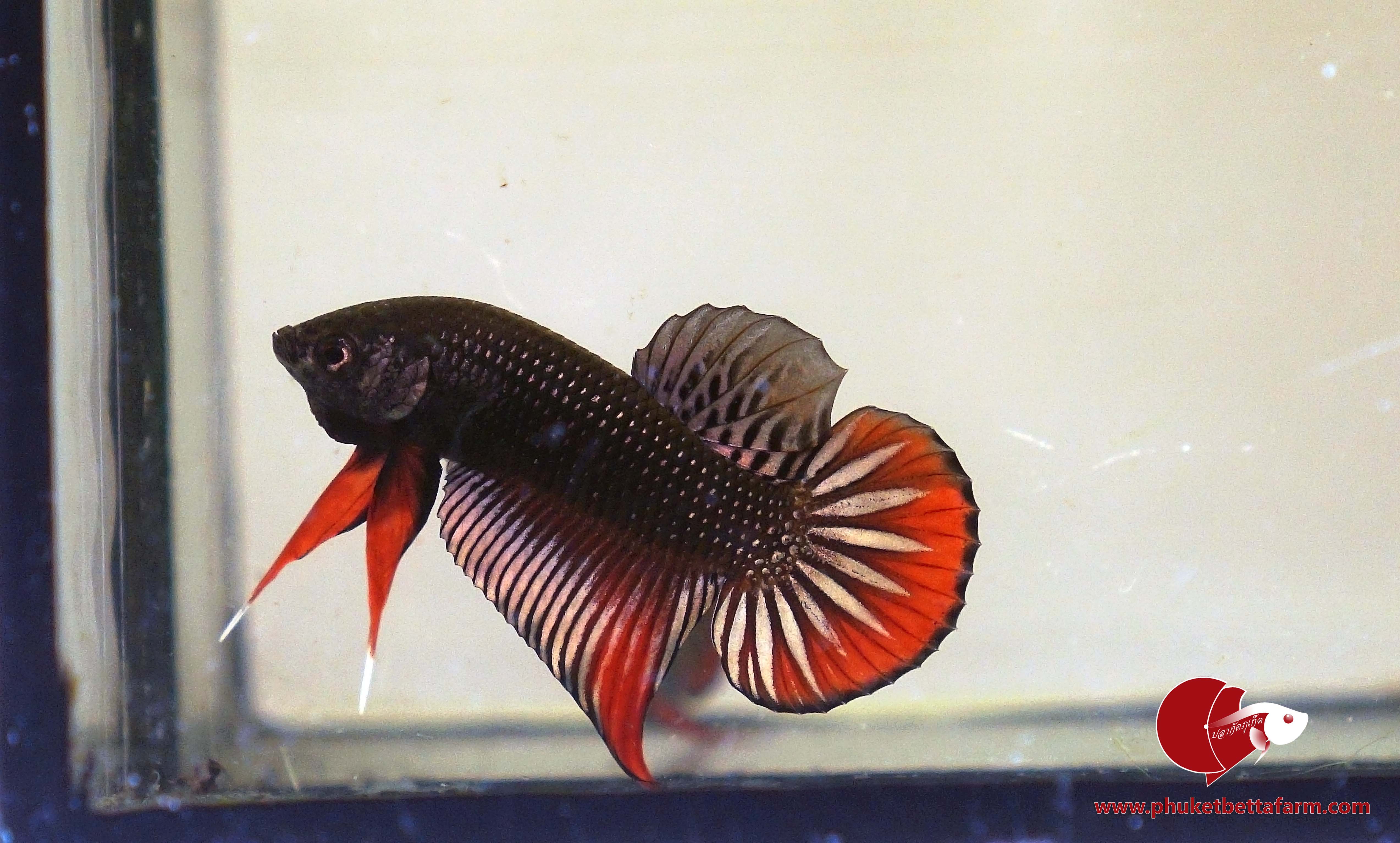 Copper Betta Imbellis ปลากัดป่าภาคใต้สีนากวงแดง
