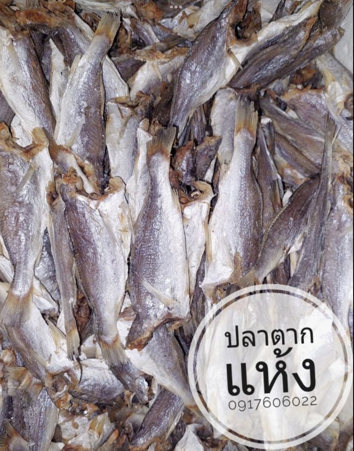 ปลาแห้ง ปลาช่อนแดดเดียว ปลาช่อนตากแห้ง ปลาแดดเดียว ปลาพม่า ปลาช่อนพม่า ปลาพม่าตากแห้ง ปลาตากแห้ง ปลาหัวยุ่ง ปลาทู ขายส่งปลาแห้ง