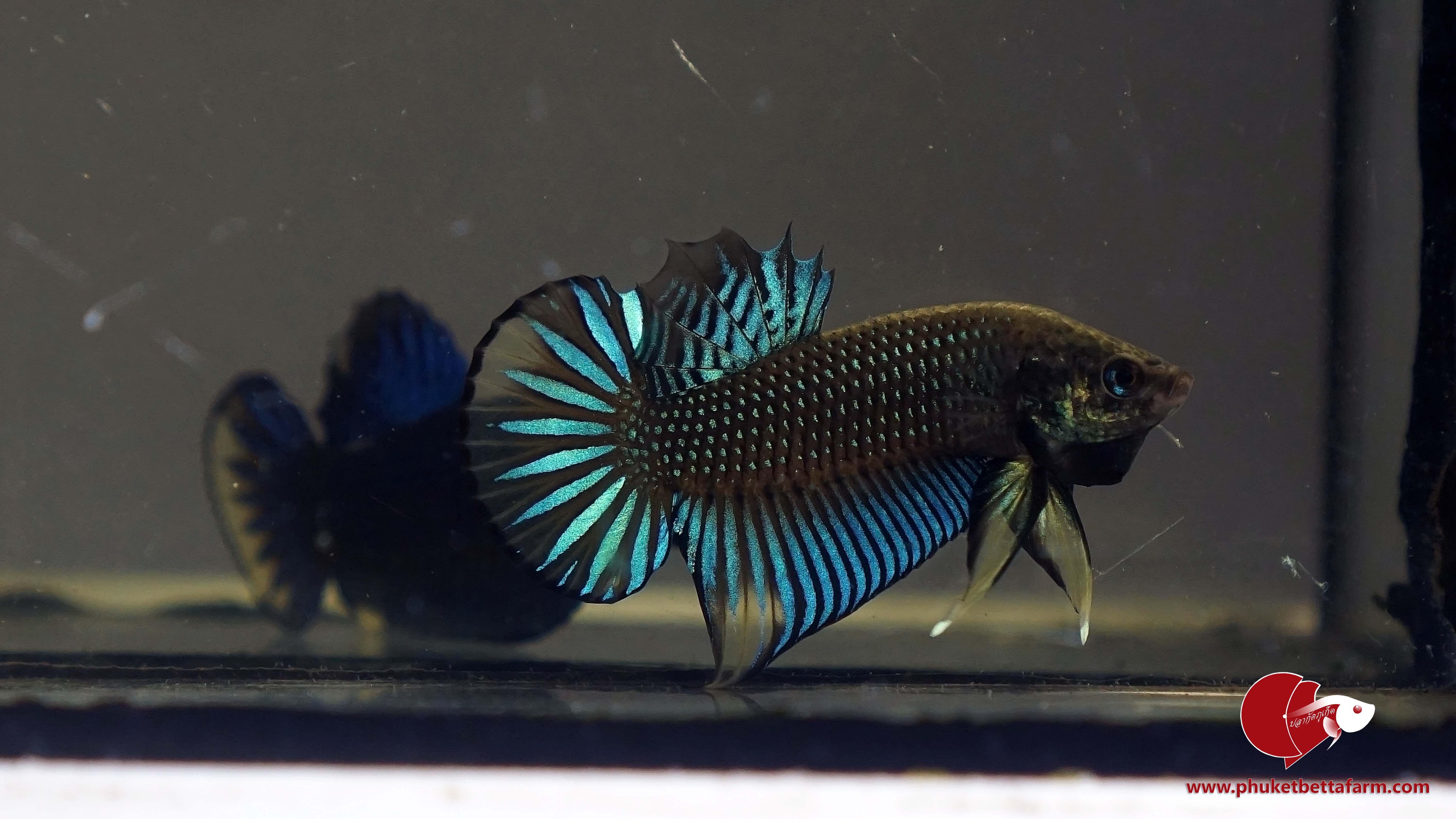 Green Yellow Betta Imbellis ปลากัดป่าภาคใต้เขียววงเหลือง