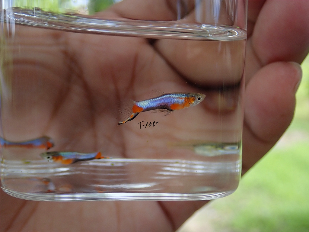Campoma #47 Blue star, Pure wingei.1คู่ (ผู้+เมีย)