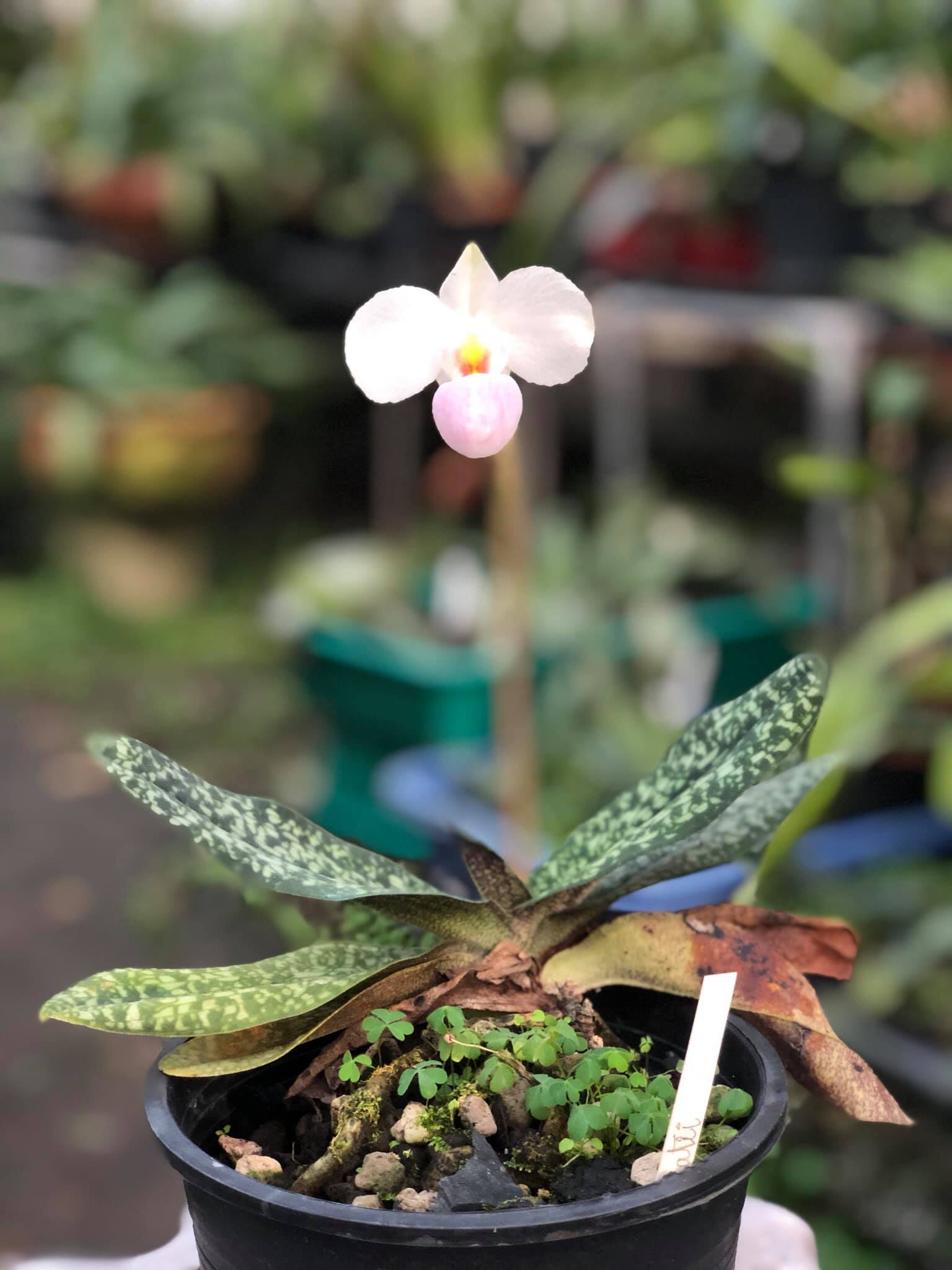 Paph.Delenatii (Medium)