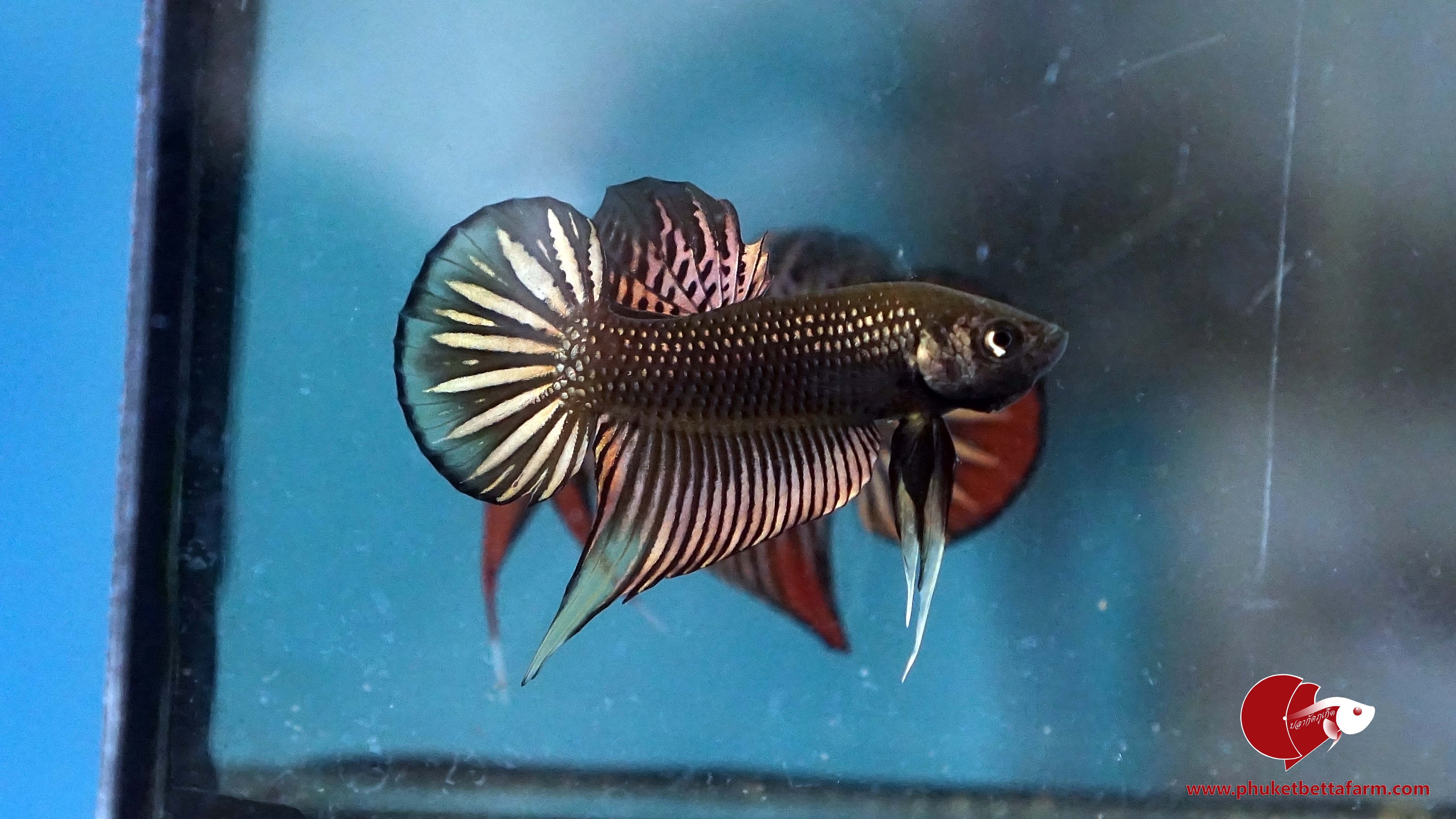 Coppery Yellow Betta Imbellis ปลากัดป่าภาคใต้สีนากวงเหลือง