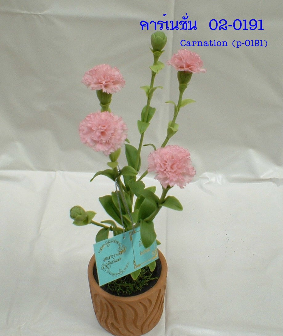 Carnation (Medium)