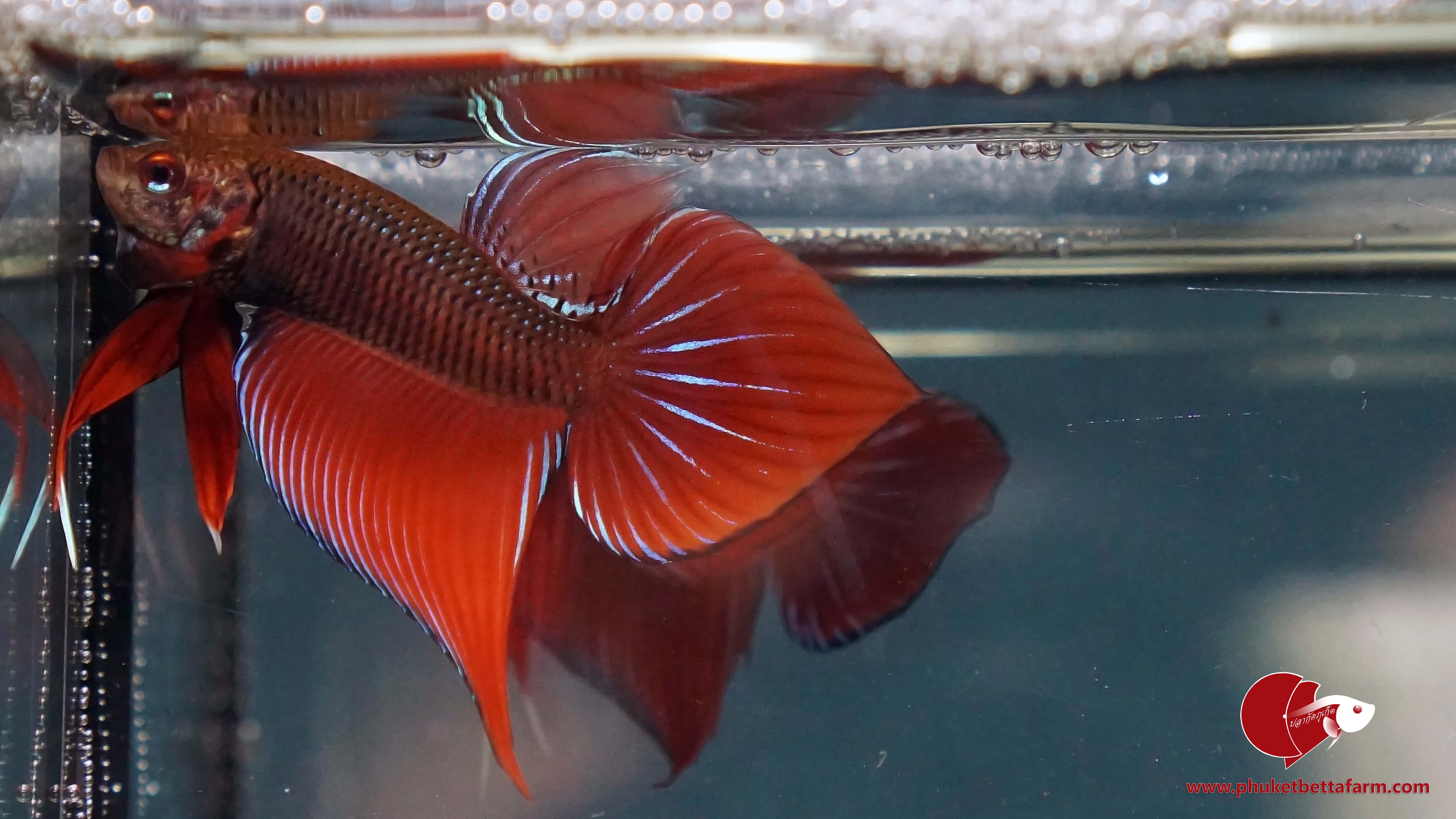 Red Benjarong ปลากัดป่าเเดงเบญจรงค์