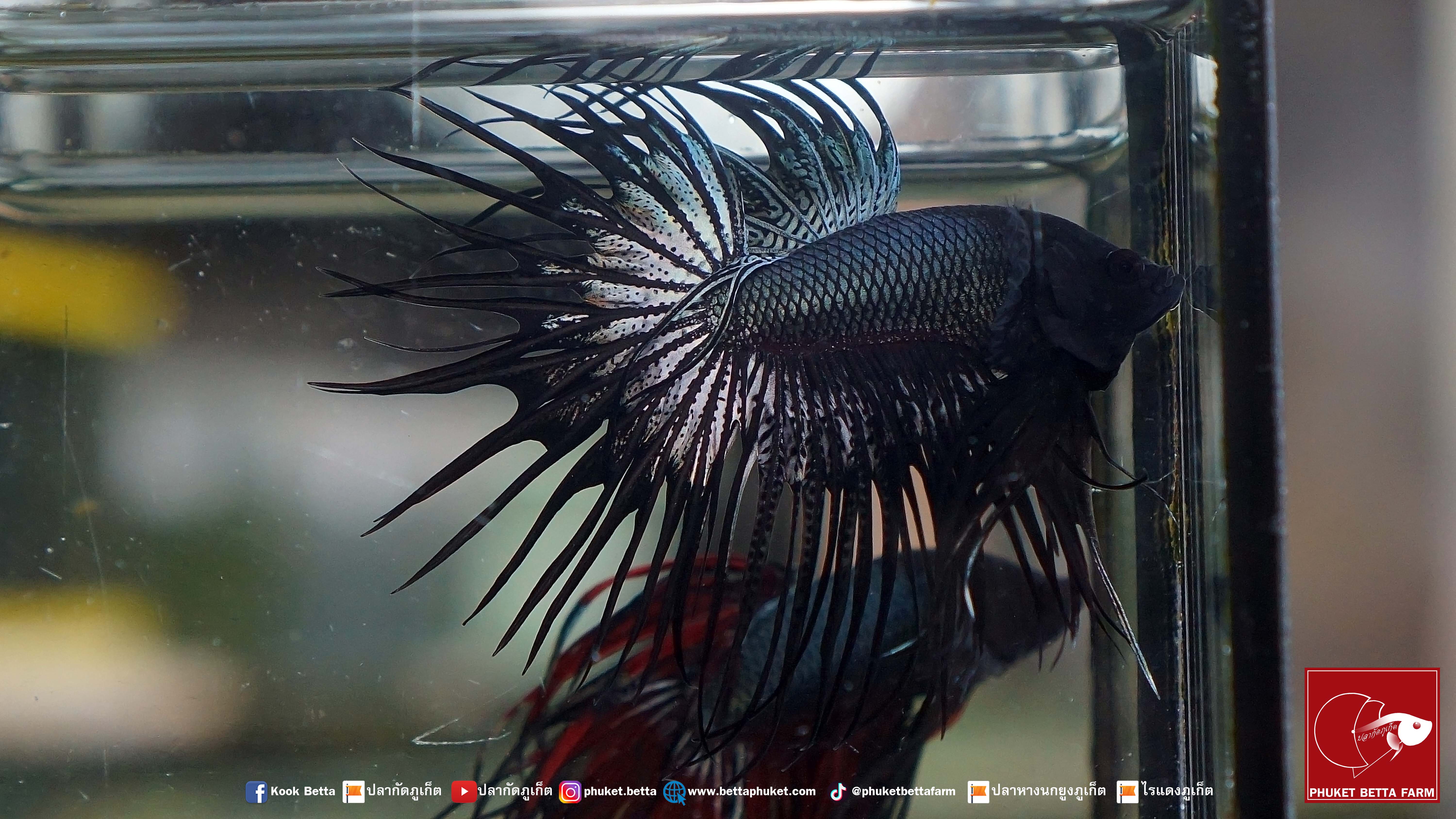 Black Copper Crowntail ปลากัดแบล็คคอปเปอร์ คราวเทล