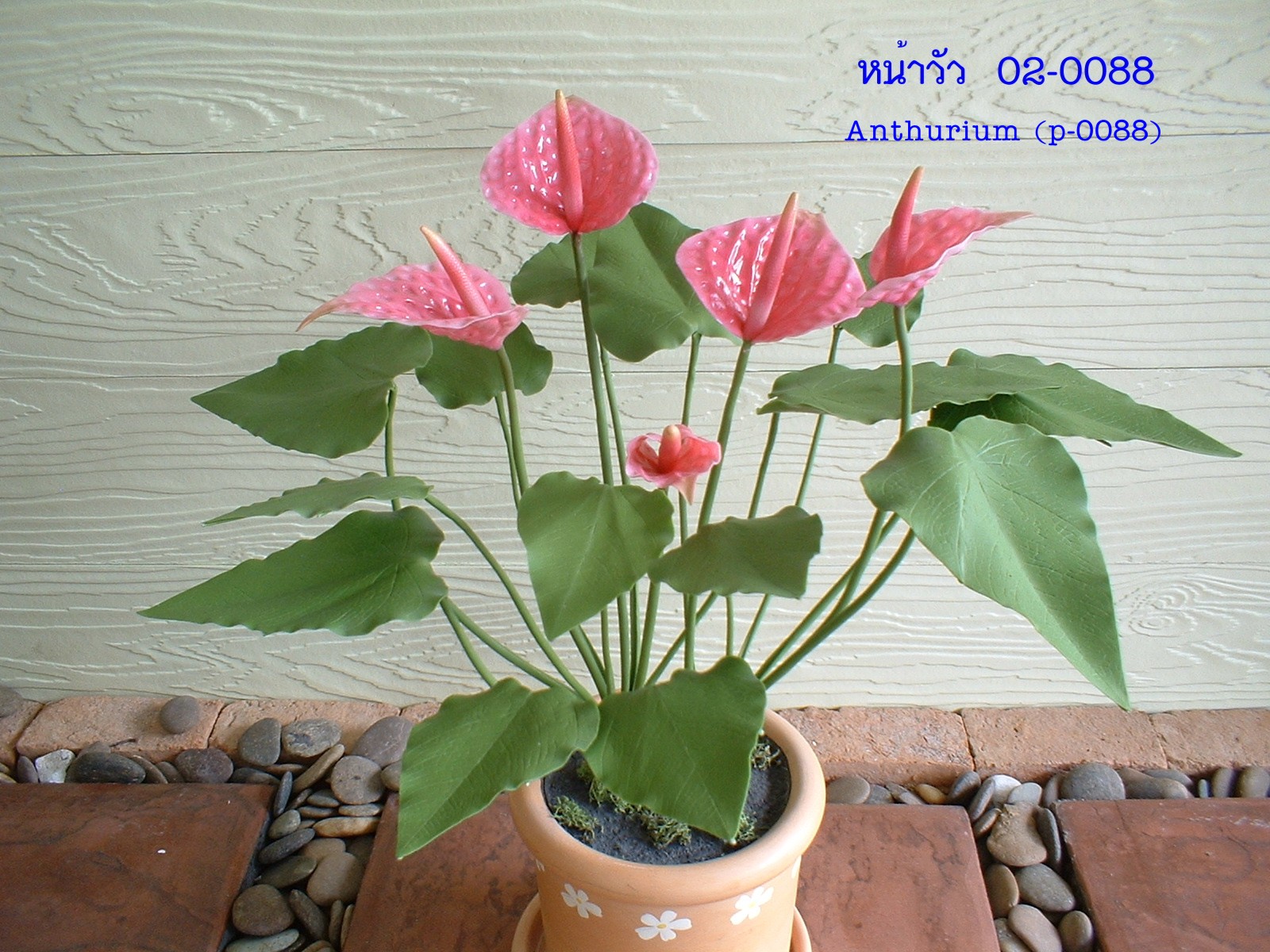 Anthurium (small)