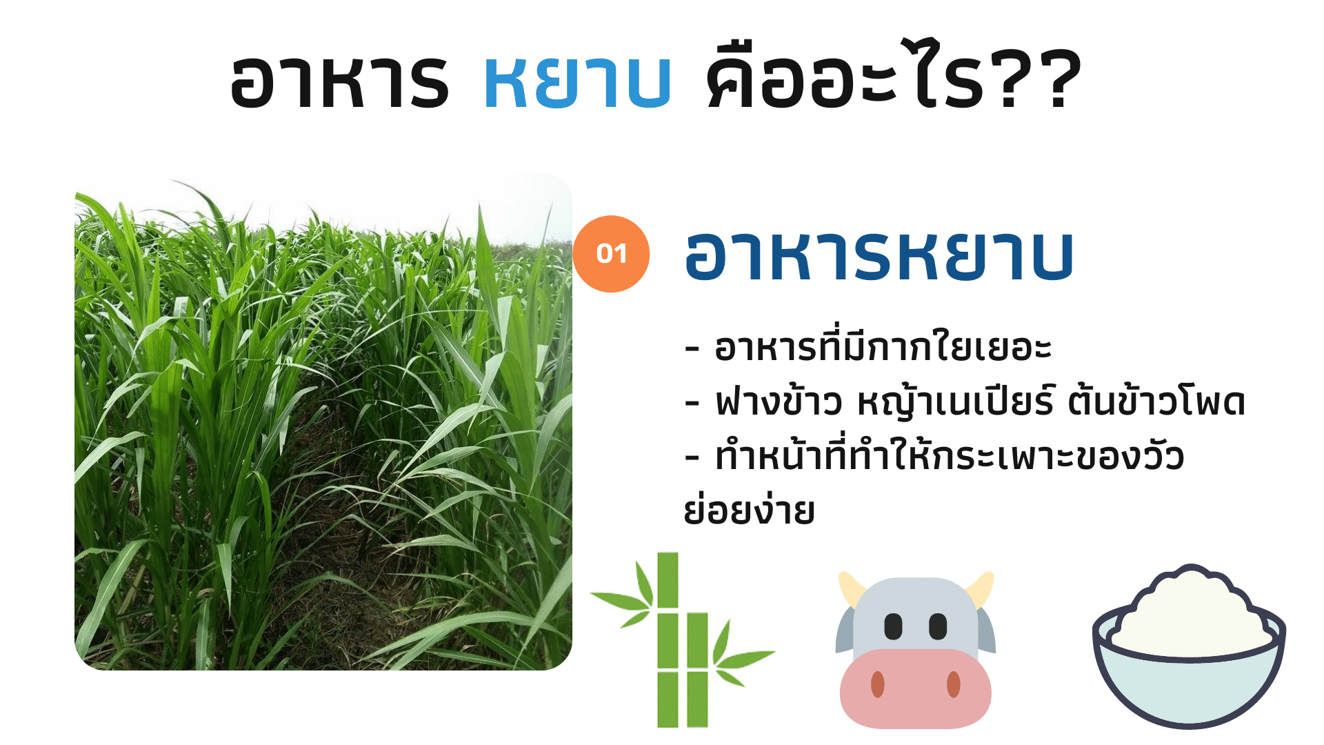 อาหารหยาบคือ
