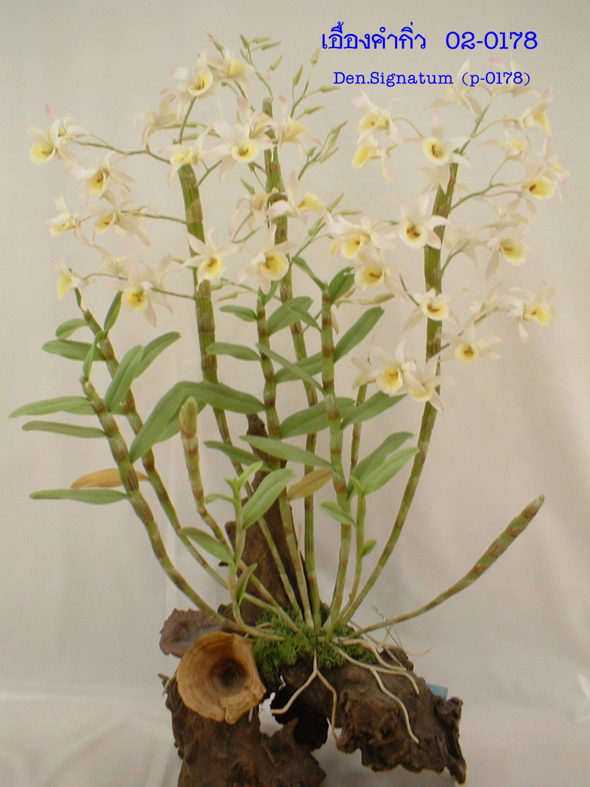 Dendrobium Signatum